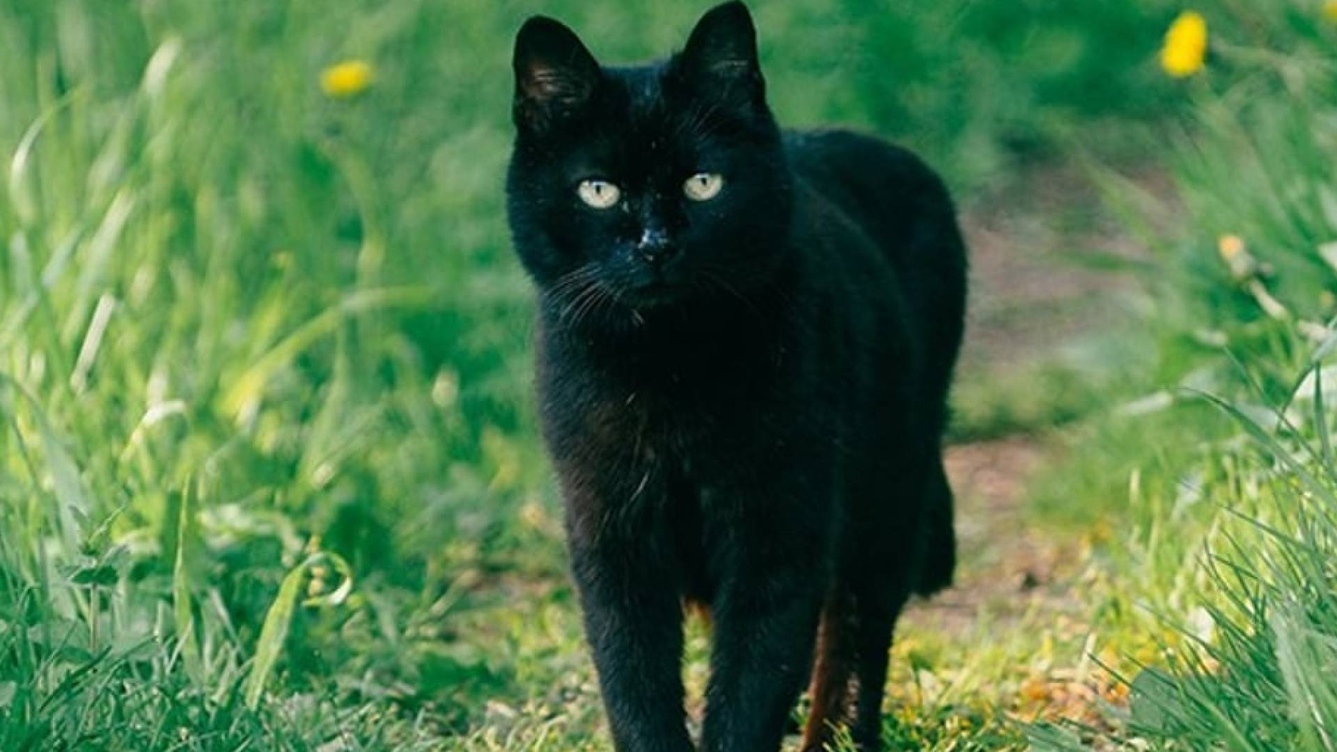 قطة سوداء-أرشيفية