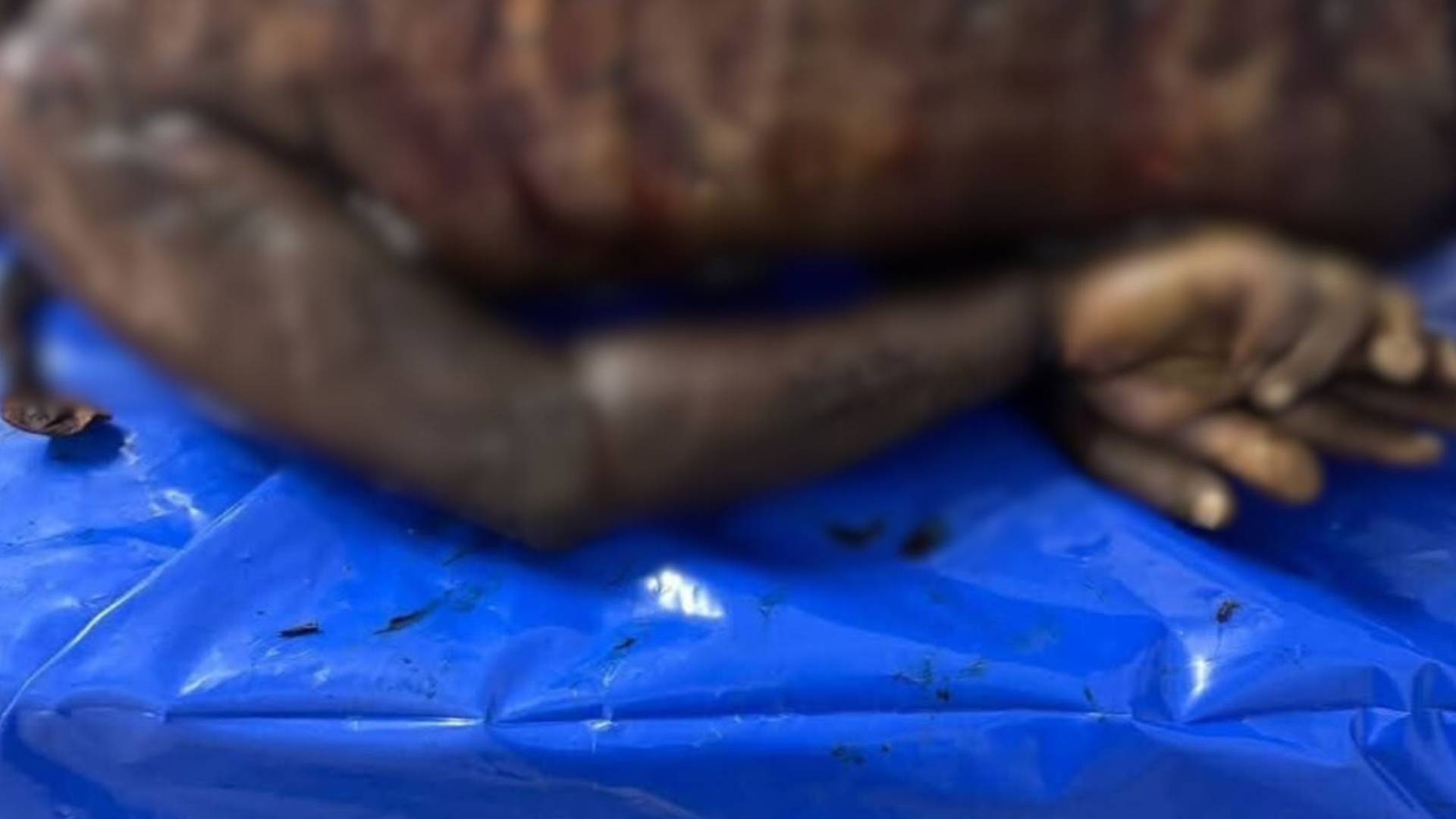 جثمان شهيد يعود من الأسر