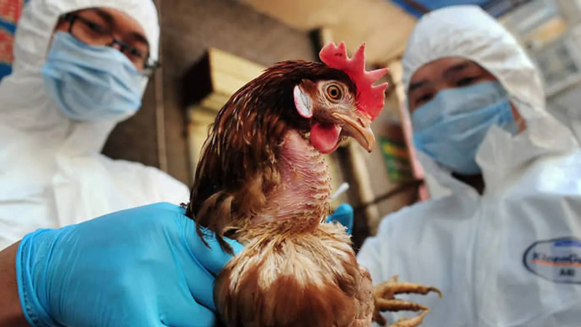 إنفلونزا الطيور - تعبيرية