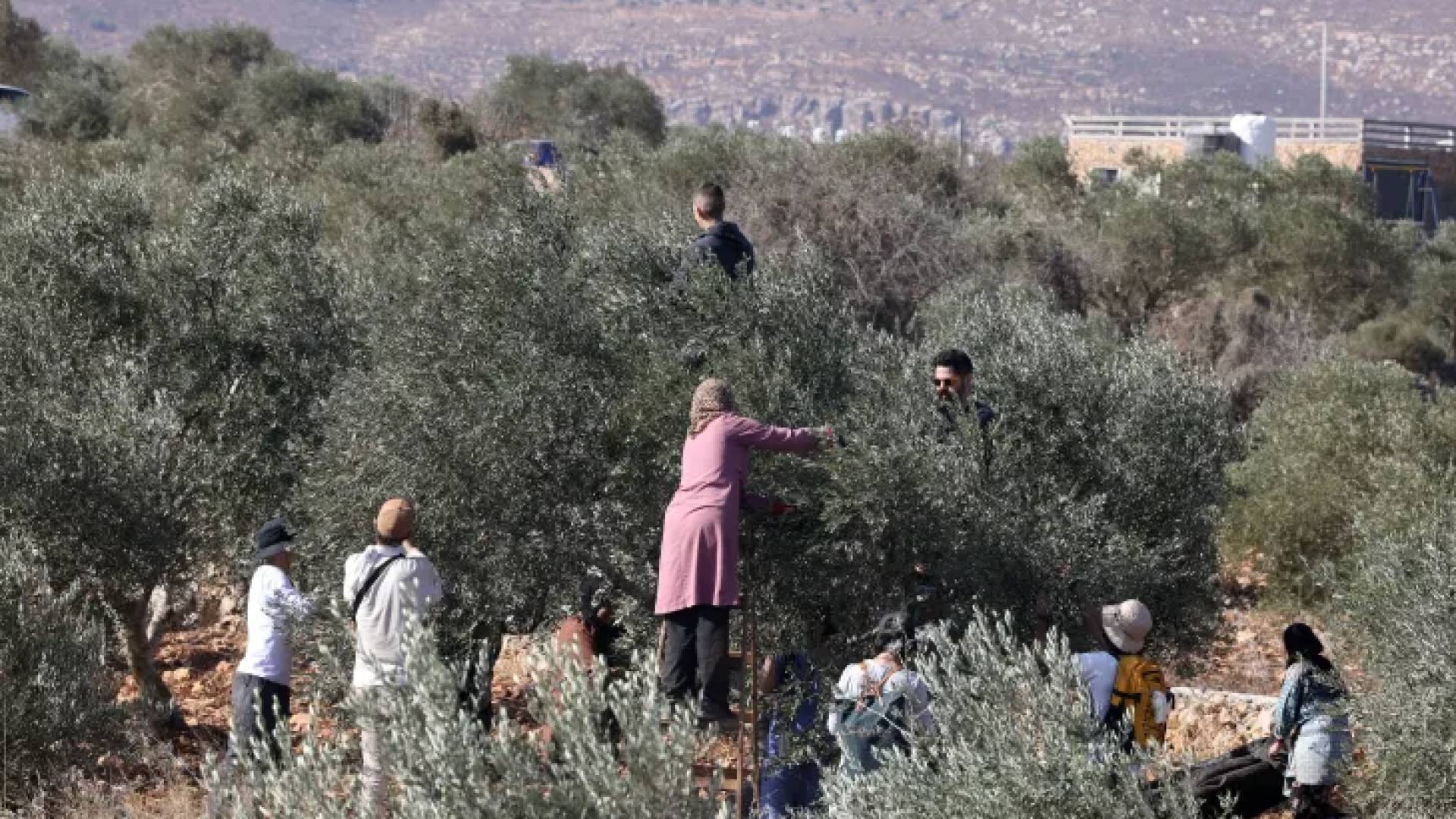 قاطفي الزيتون بالضفة الغربية