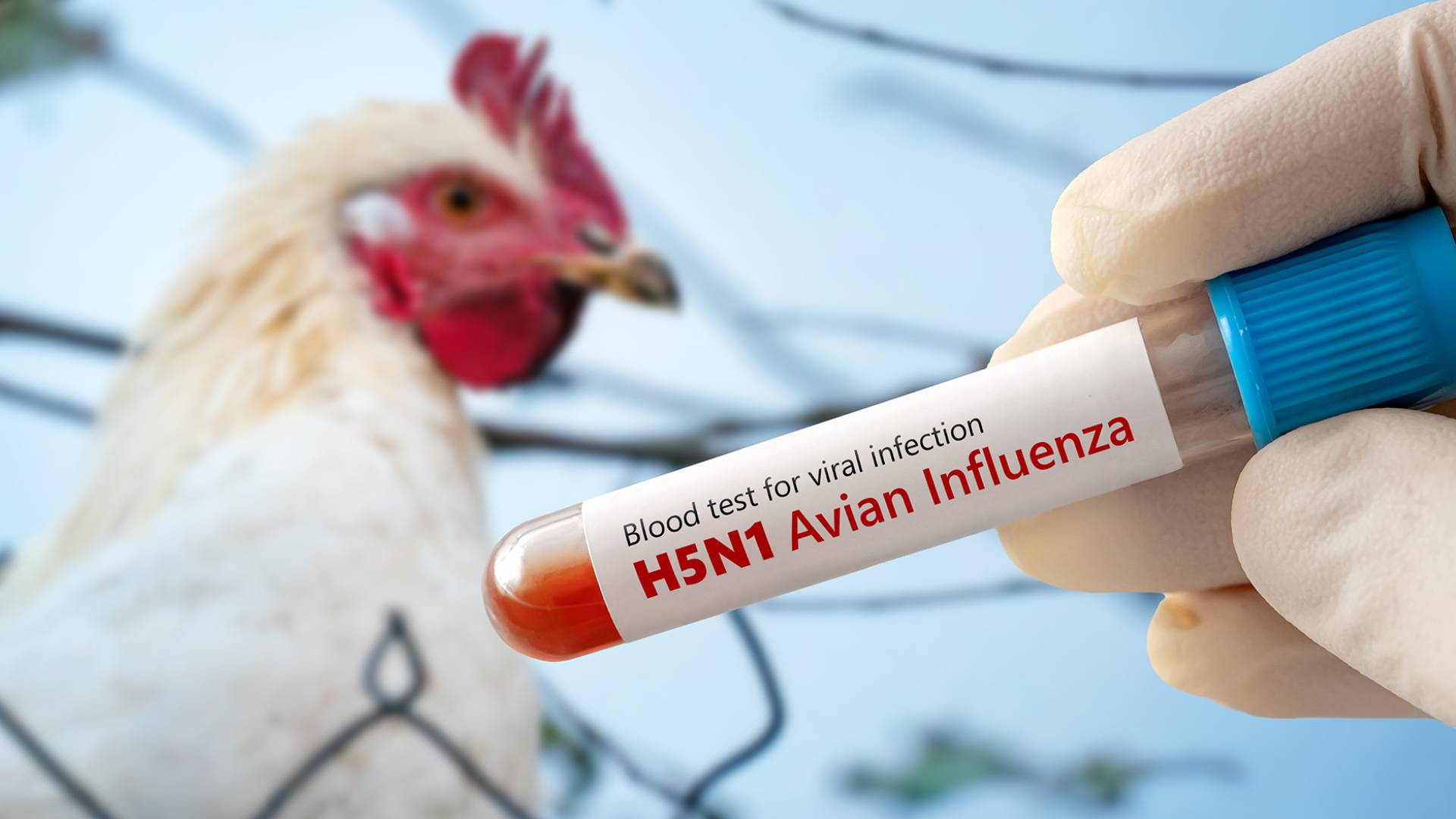 انفلونزا الطيور - تعبيرية