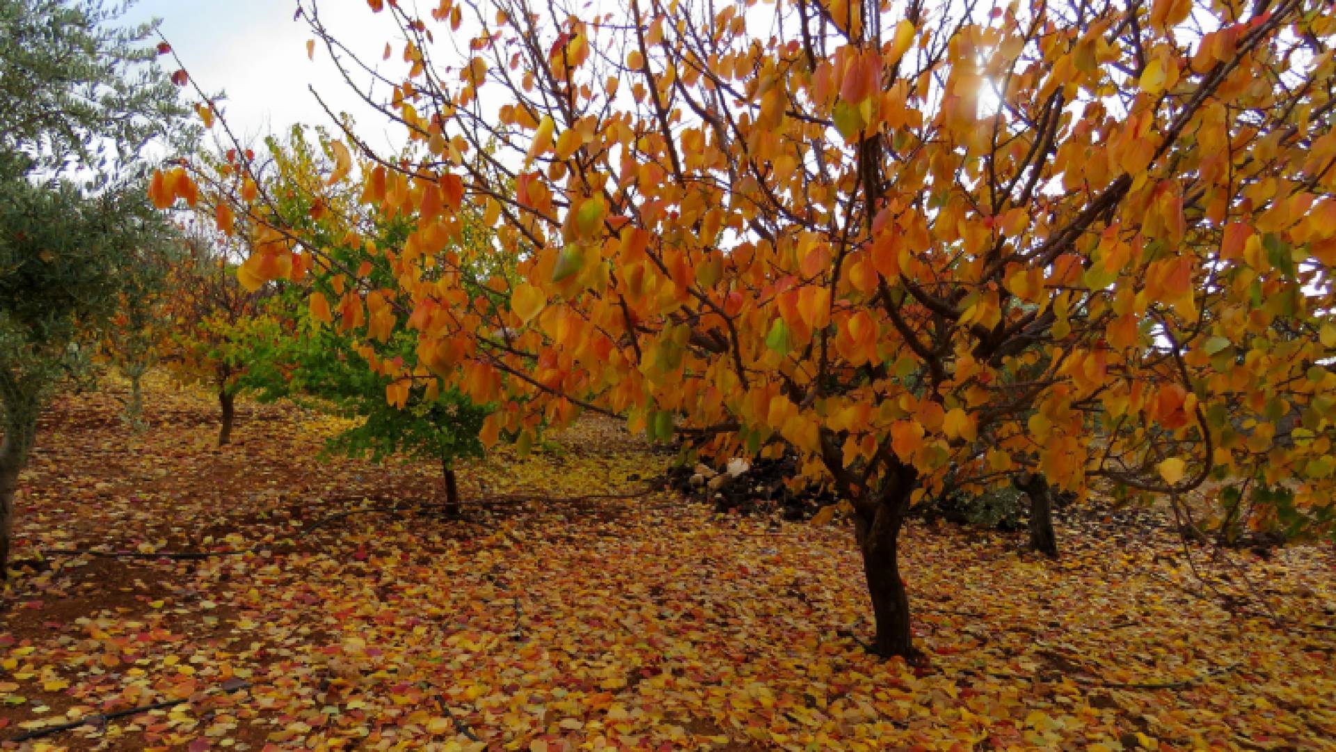 دفء خريفي غير معتاد يسيطر على عمان.. وتحذيرات من أجواء مغبرة الخميس