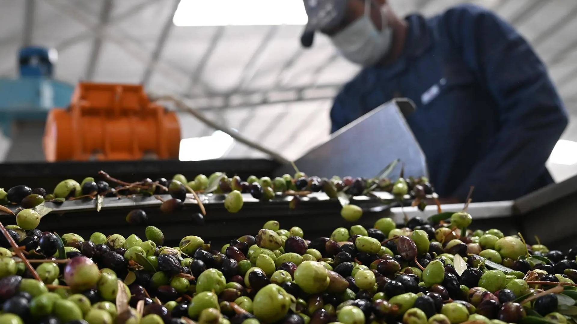 "الذهب الأخضر" في أزمة: إنتاج زيت الزيتون الأردني يستهل الموسم بانخفاض 44.2% عن المعدل العام