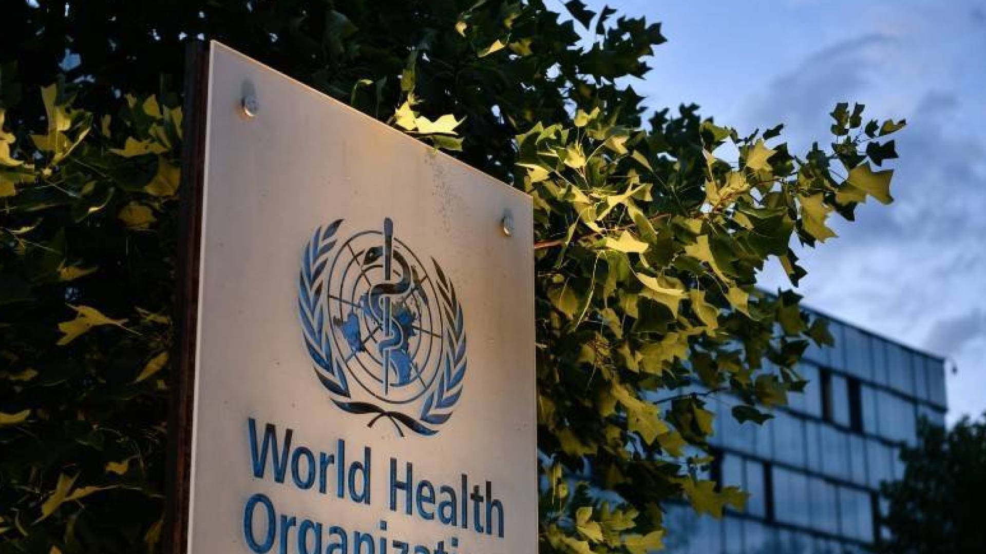 منظمة الصحة العالمية