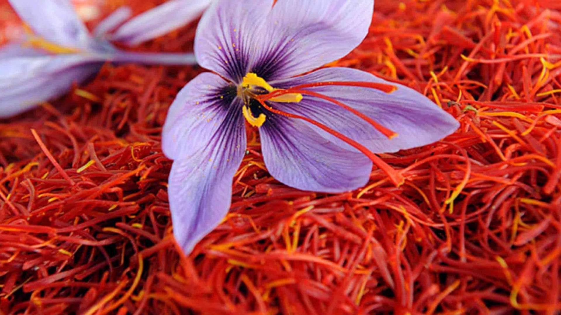 الزعفران .. تعبيرية