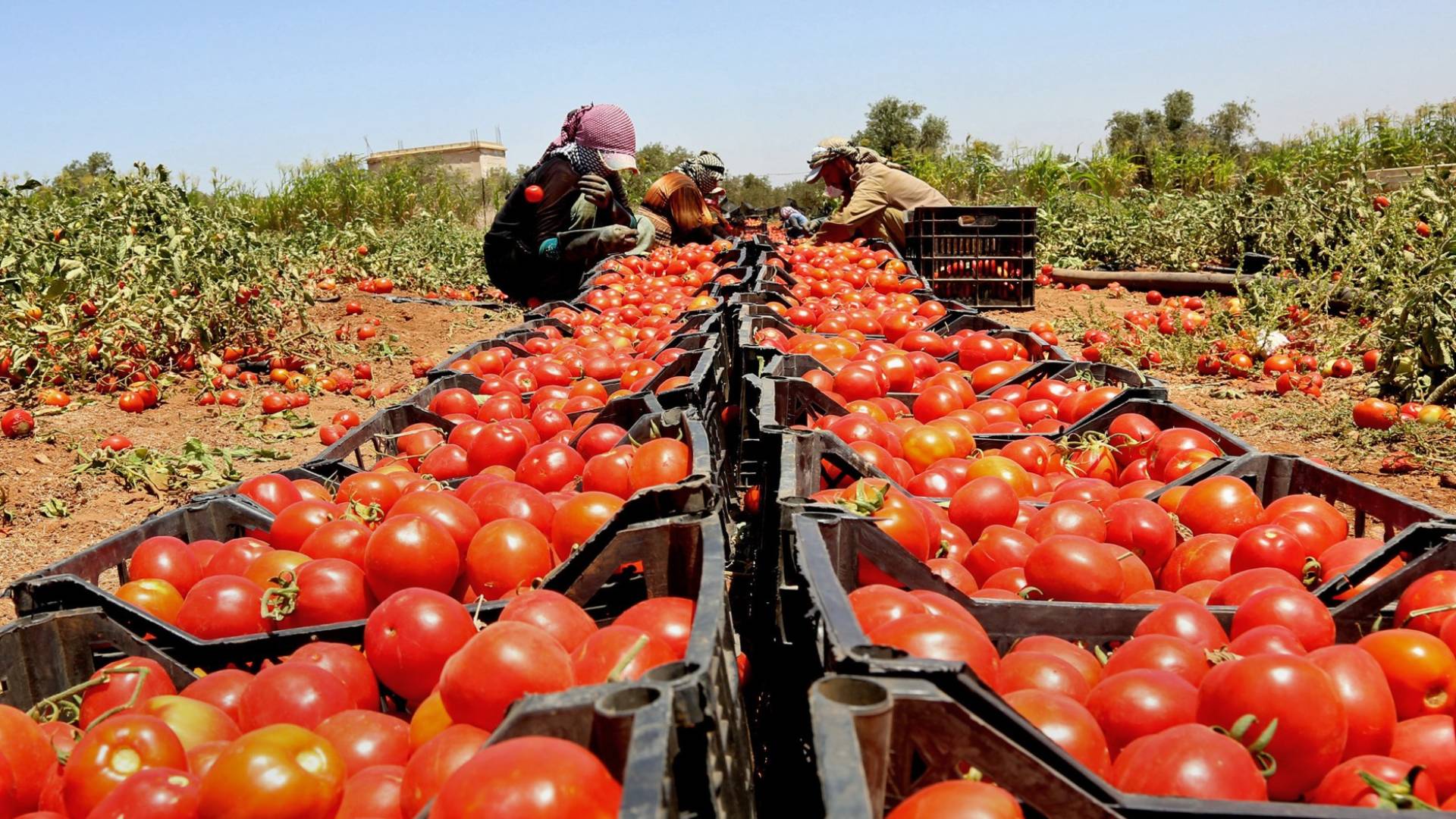 مزرعة بندورة