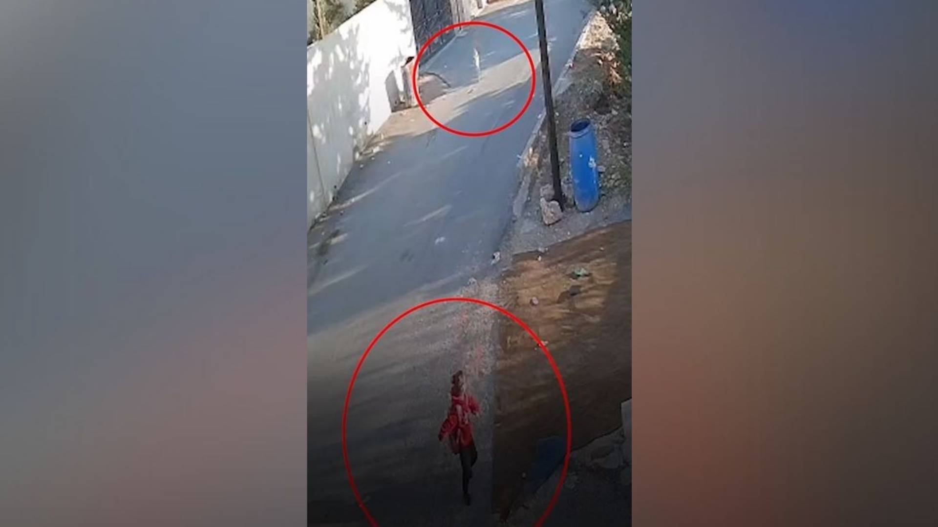 صورة مقتطفة من الفيديو الذي يظهر هجوم الكلب الضال على الطفلة