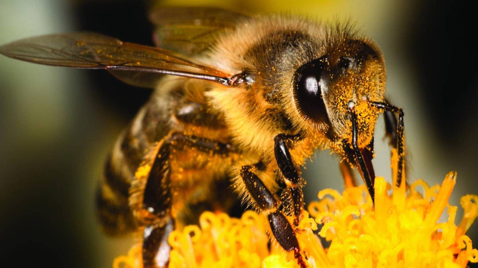 نحلة .. تعبيرية