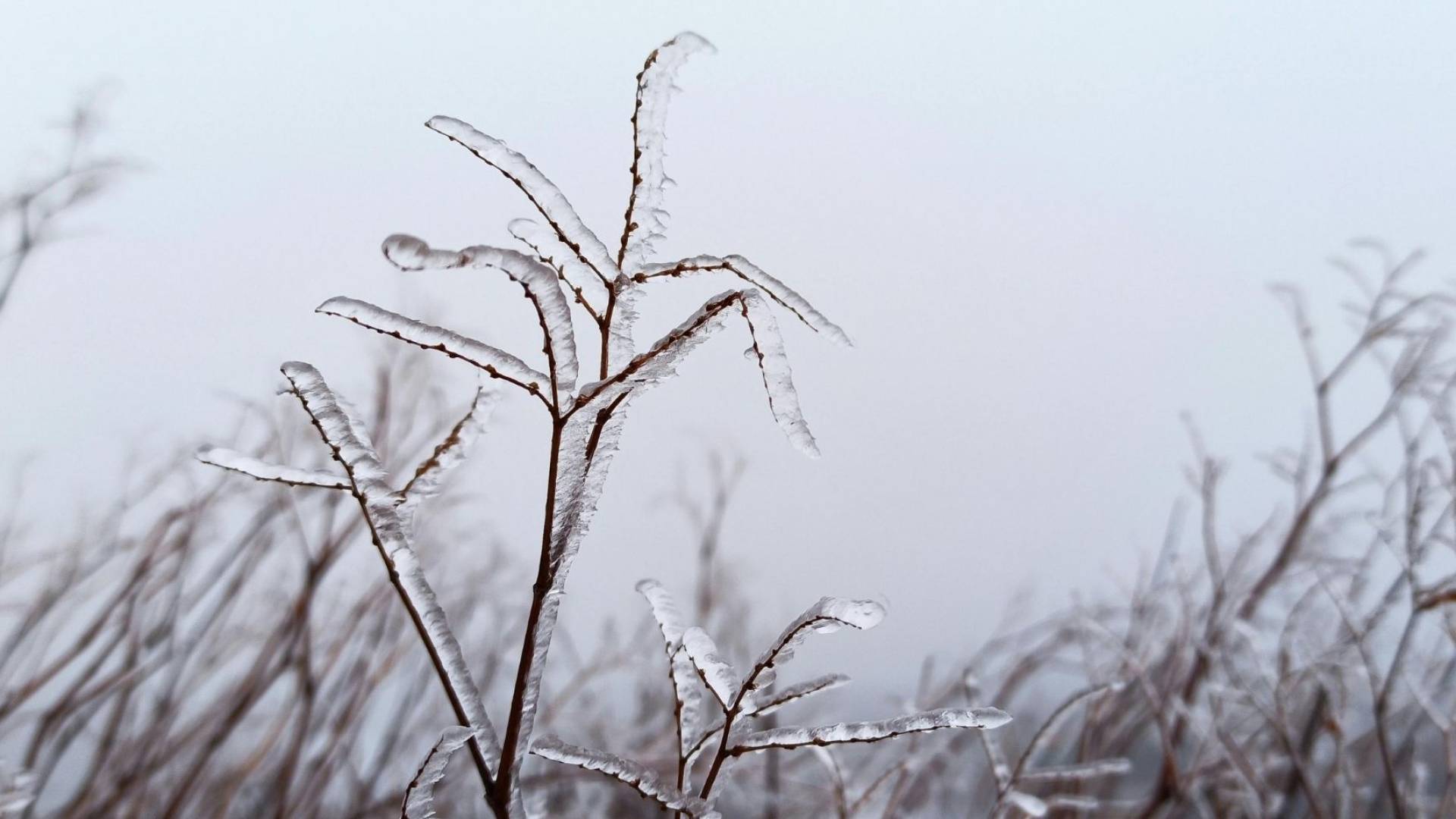 صورة تعبيرية للصقيع