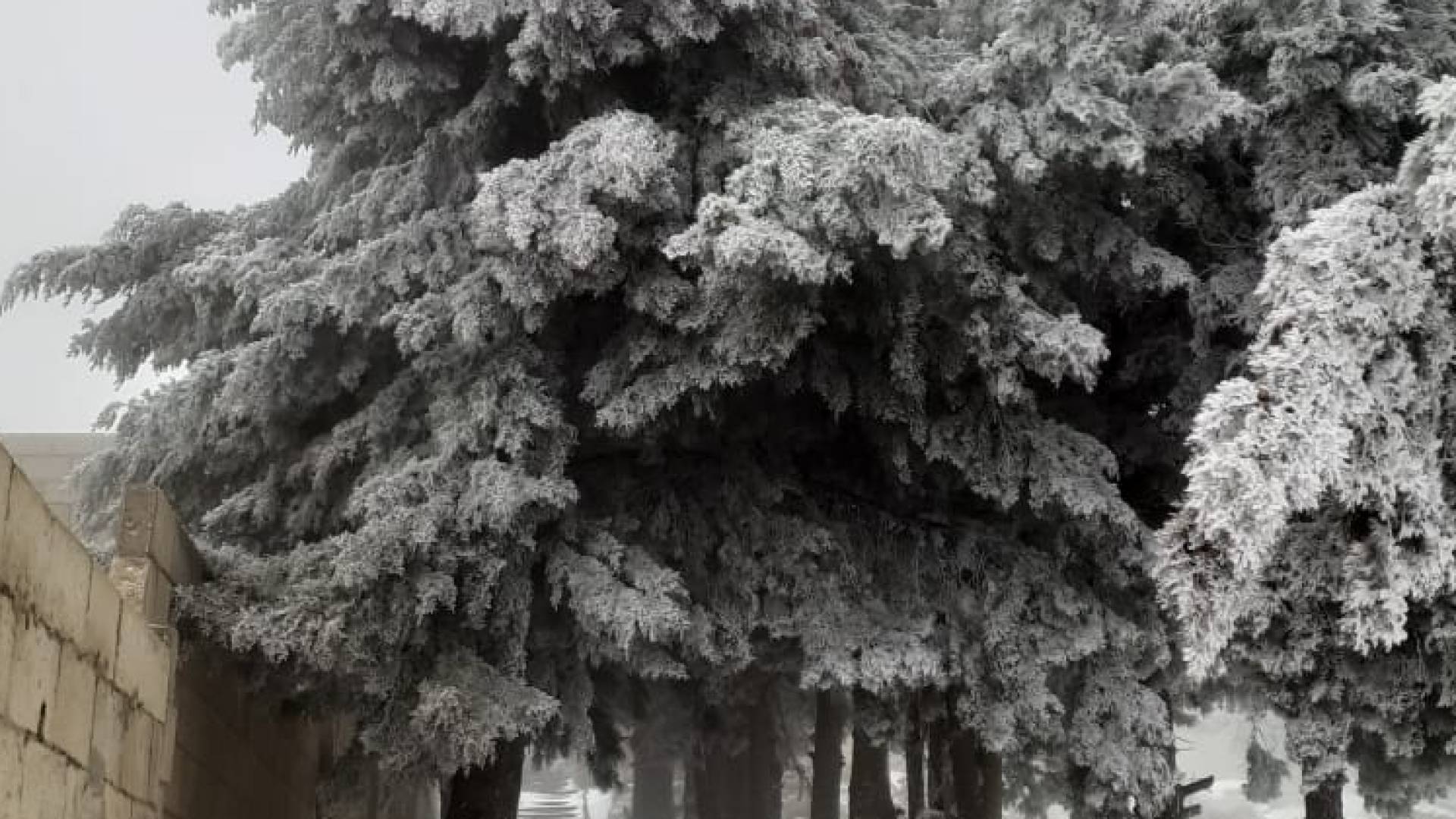 الصقيع في الأردن-أرشيف