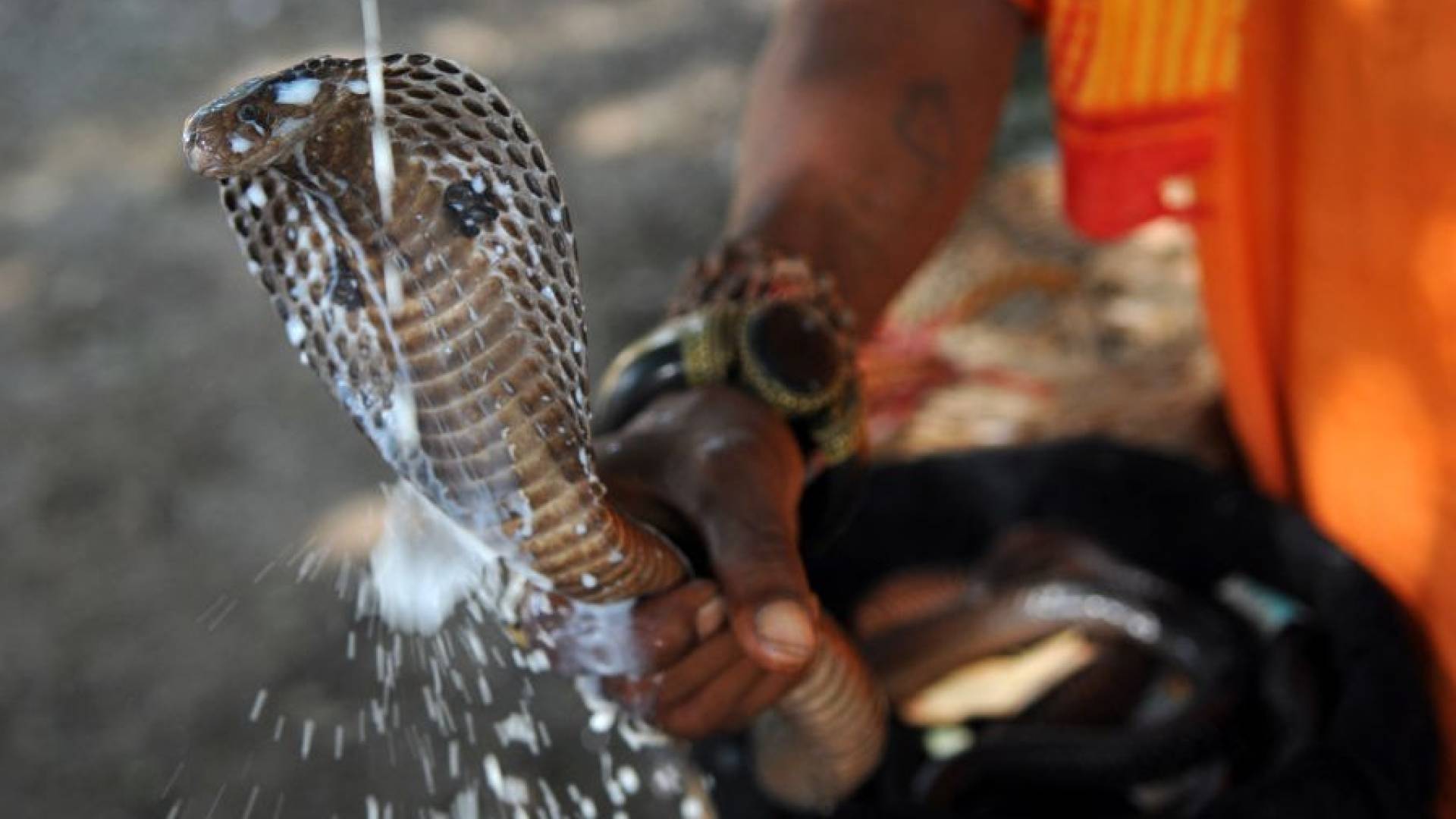 سلاح الأفاعي