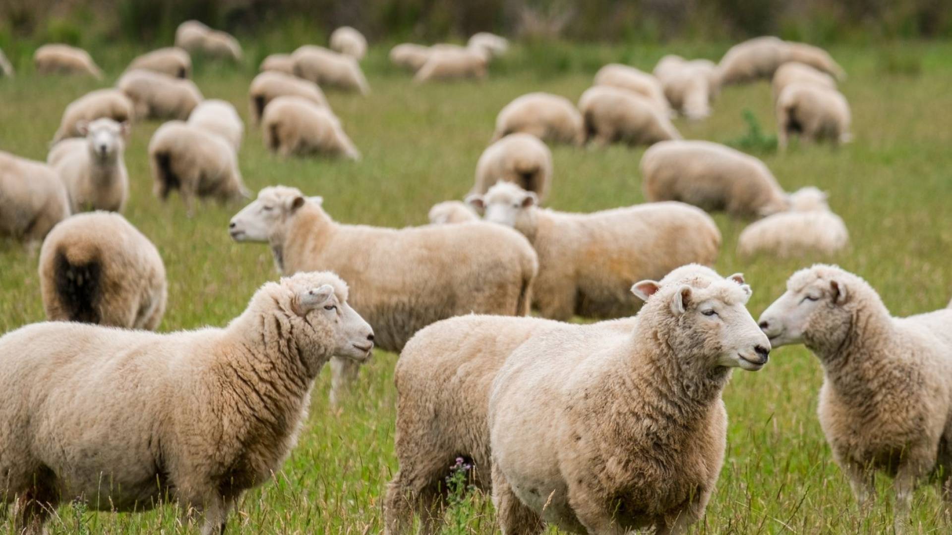 أغنام - تعبيرية