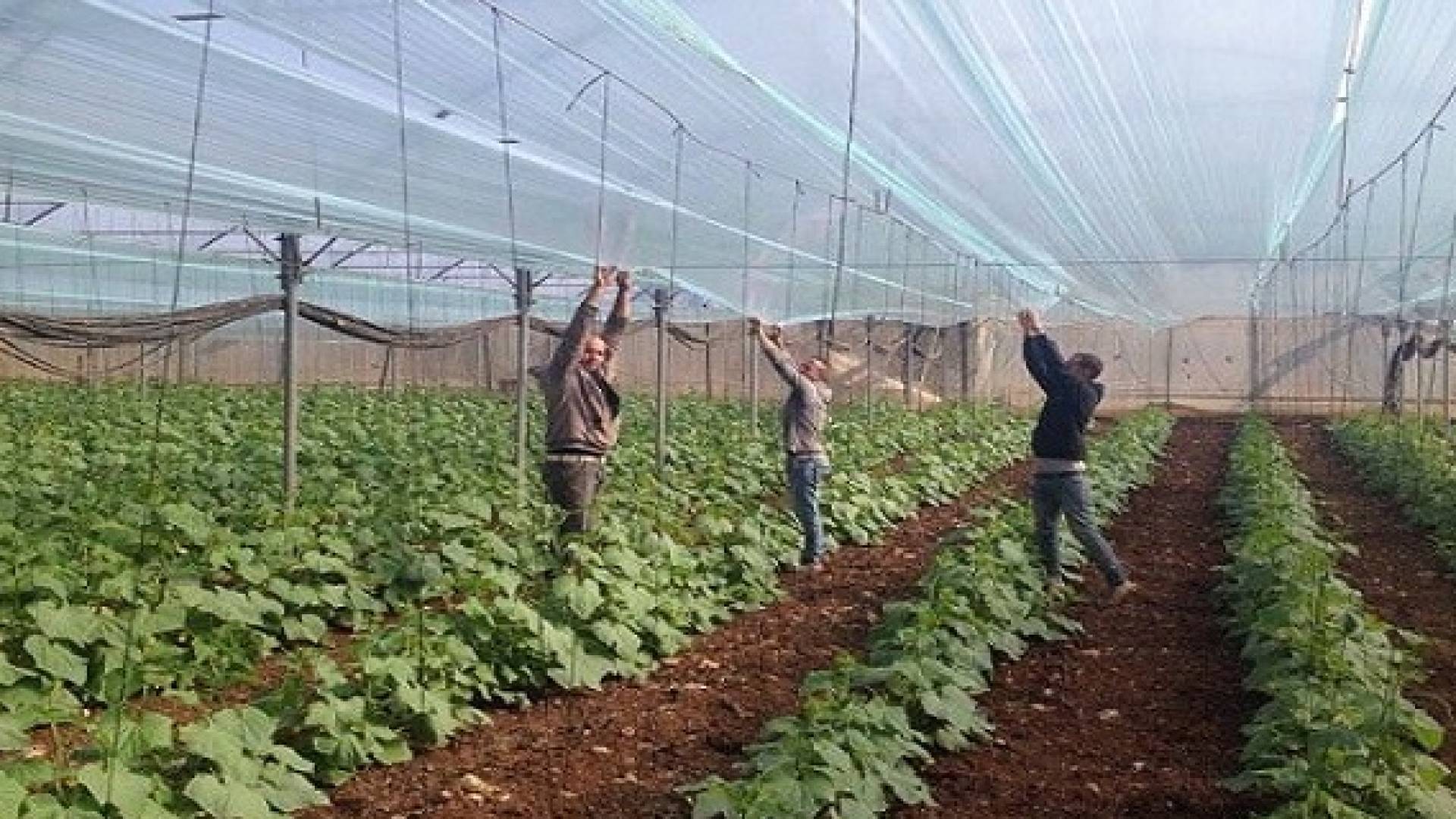 الزراعة في الأردن