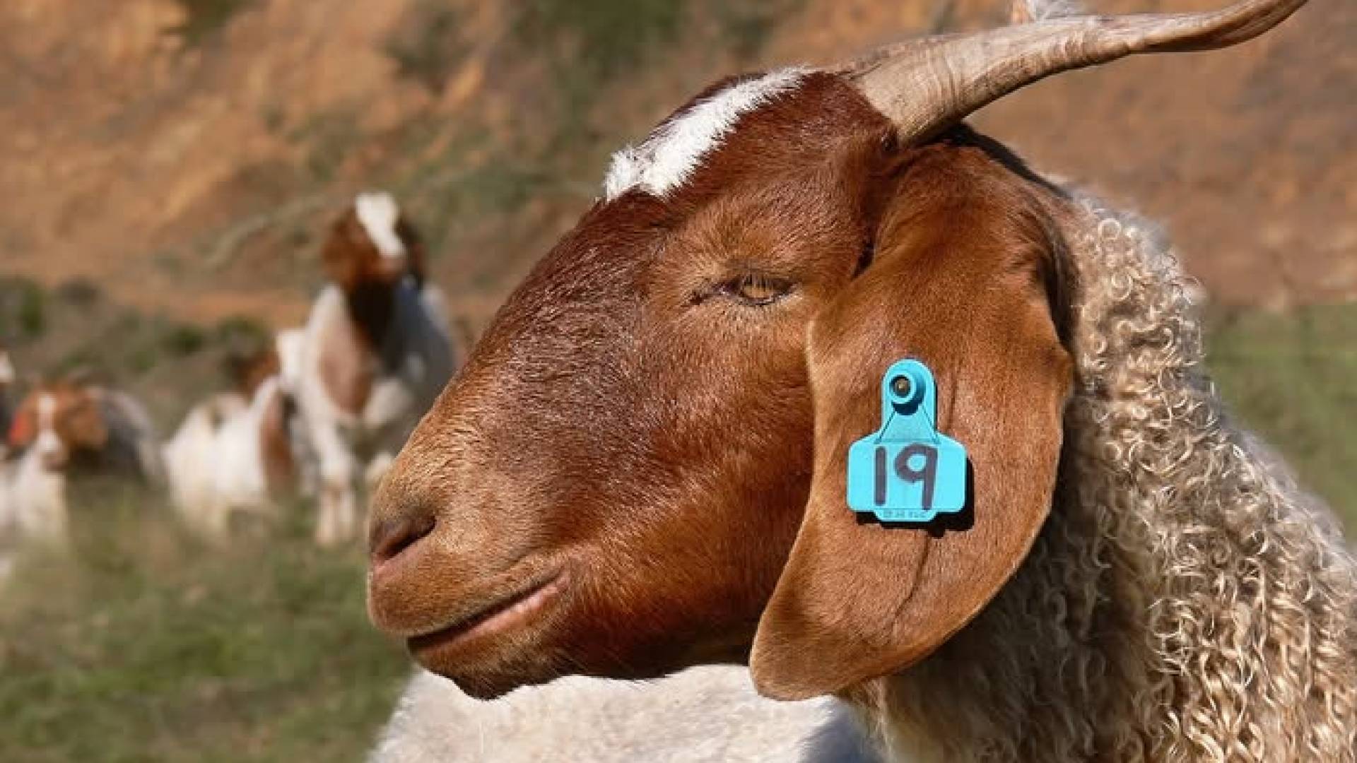 ترقيم الماعز