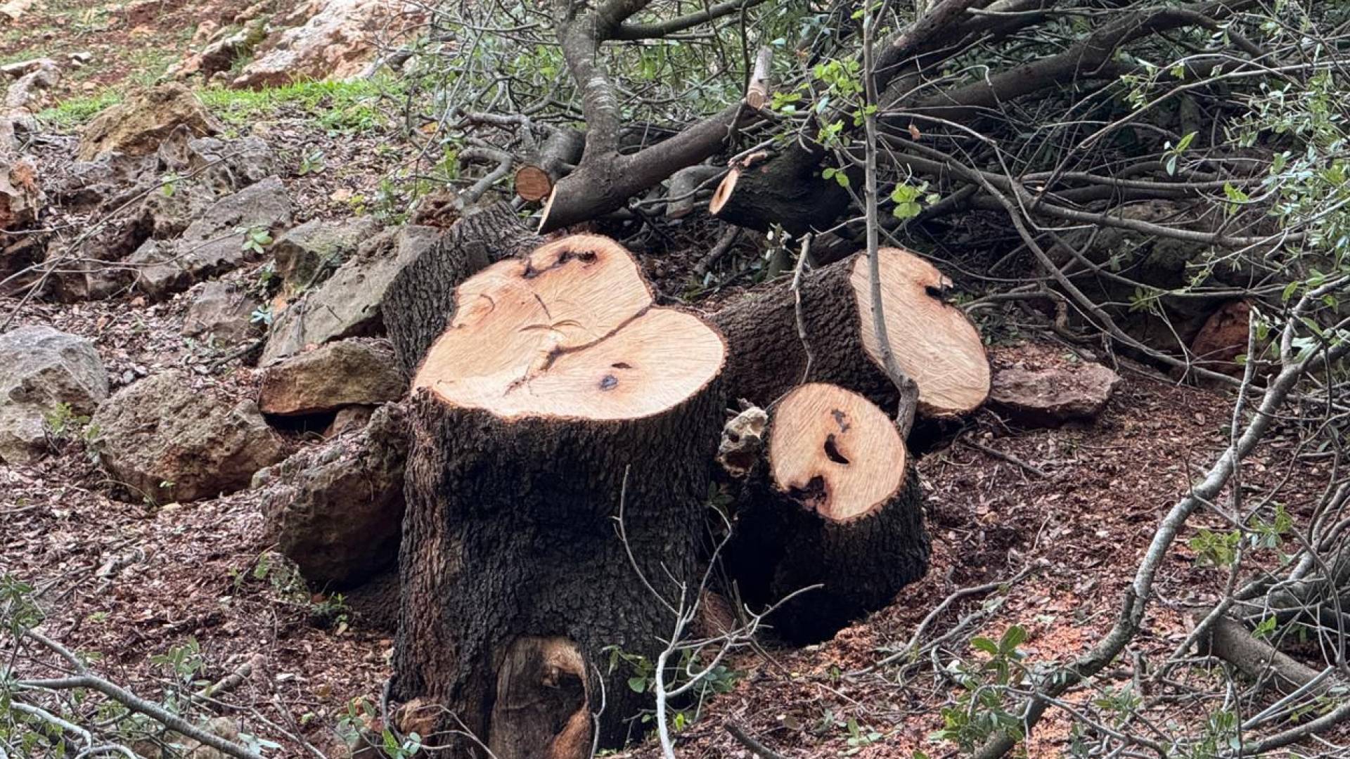 اعتداء على عدد من الأشجار المعمرة والنادرة في عجلون