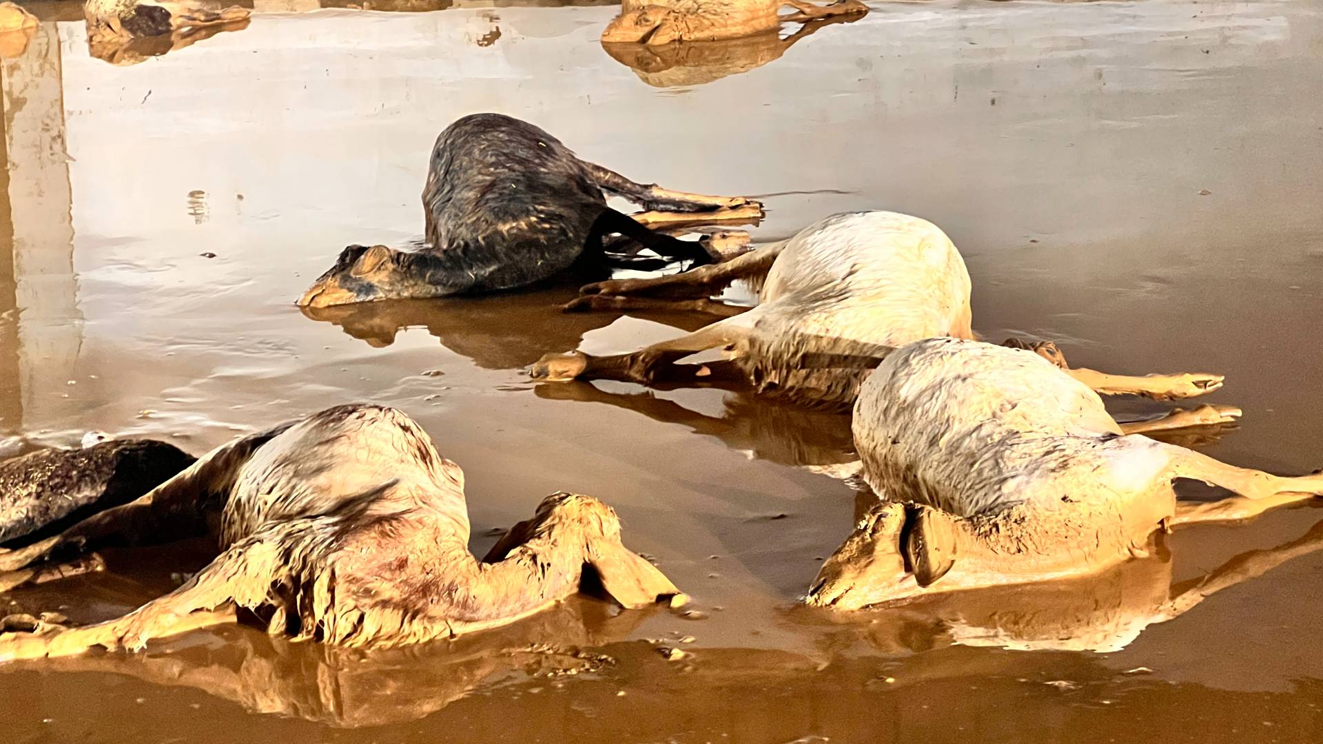 نفوق الاغنام بسبب السيول