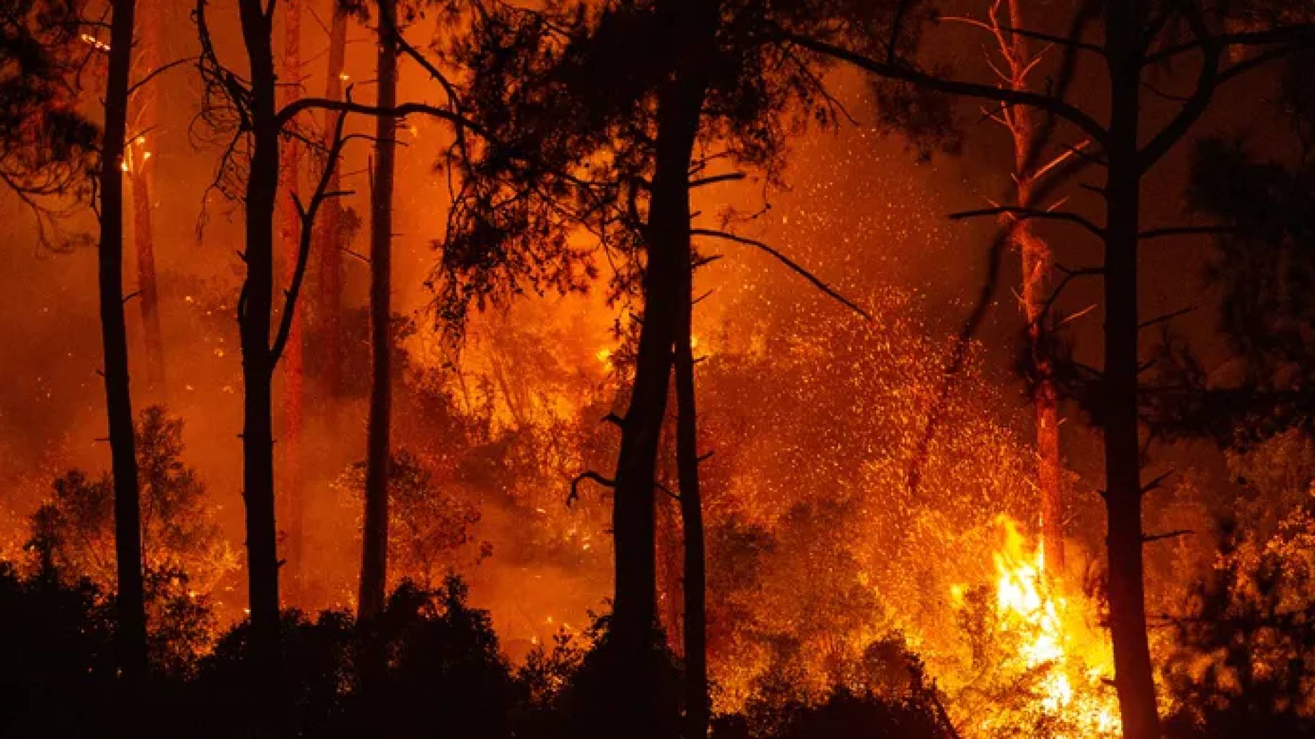 حرائق غابات