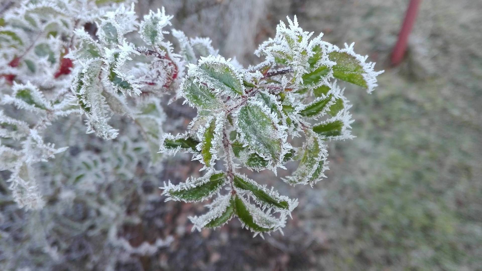 الصقيع في الأردن-أرشيف