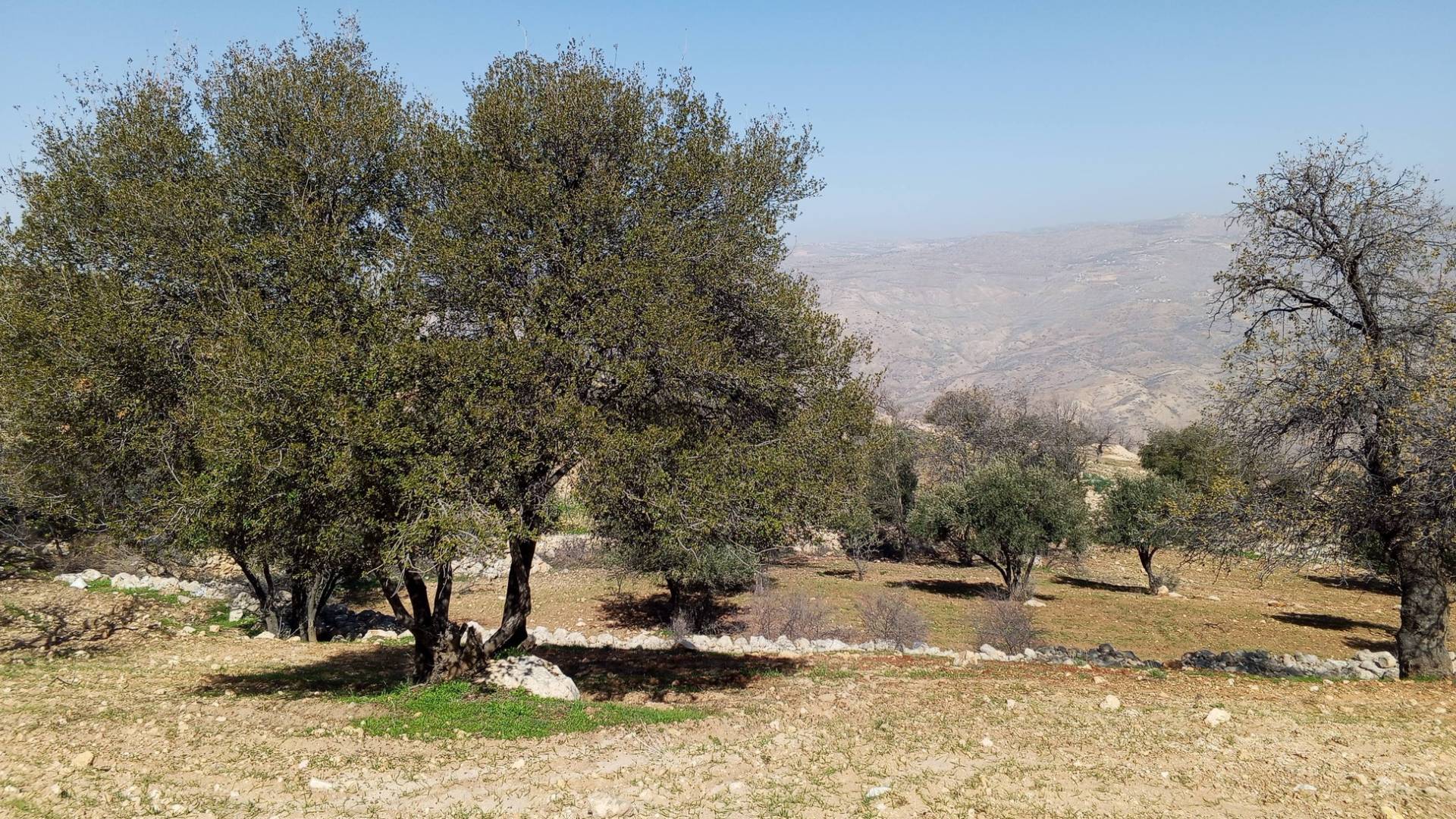 المزارع في منطقة الصبيحي