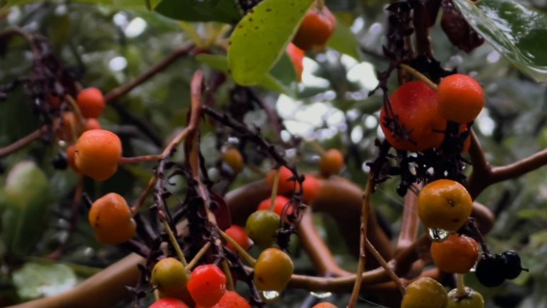 منطقة "اشتفينا" في عجلون