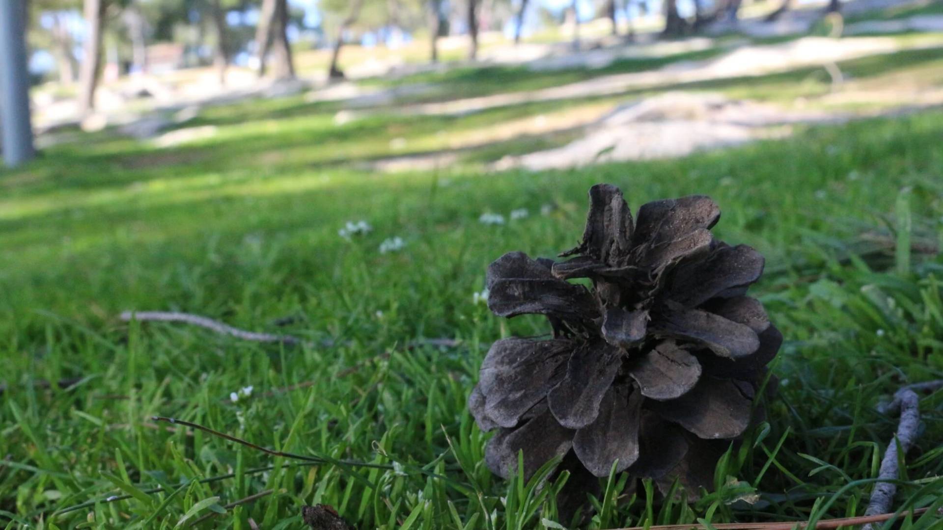 الربيع في الأردن