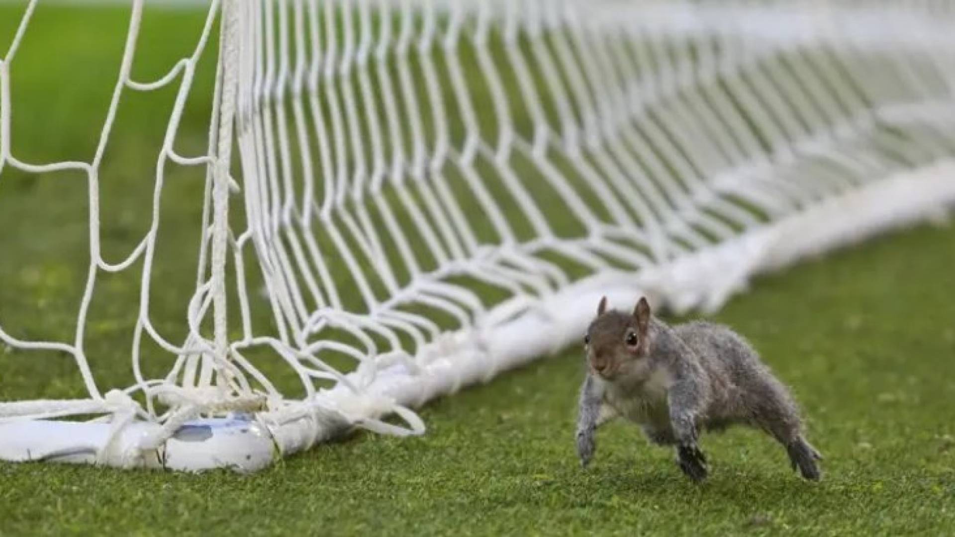 سنجاب على أرضية ملعب كرة قدم