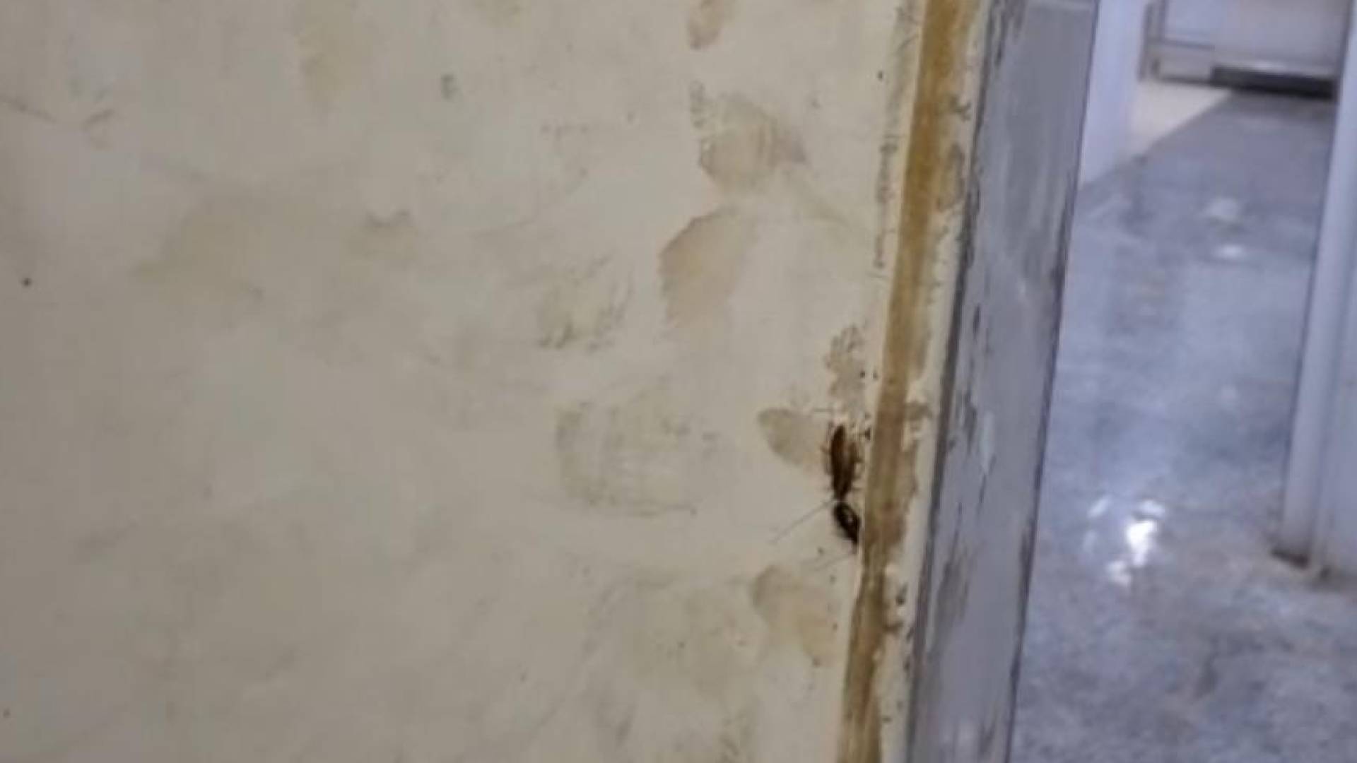 الغذاء والدواء تغلق مخبزا في أحد المولات لوجود حشرات