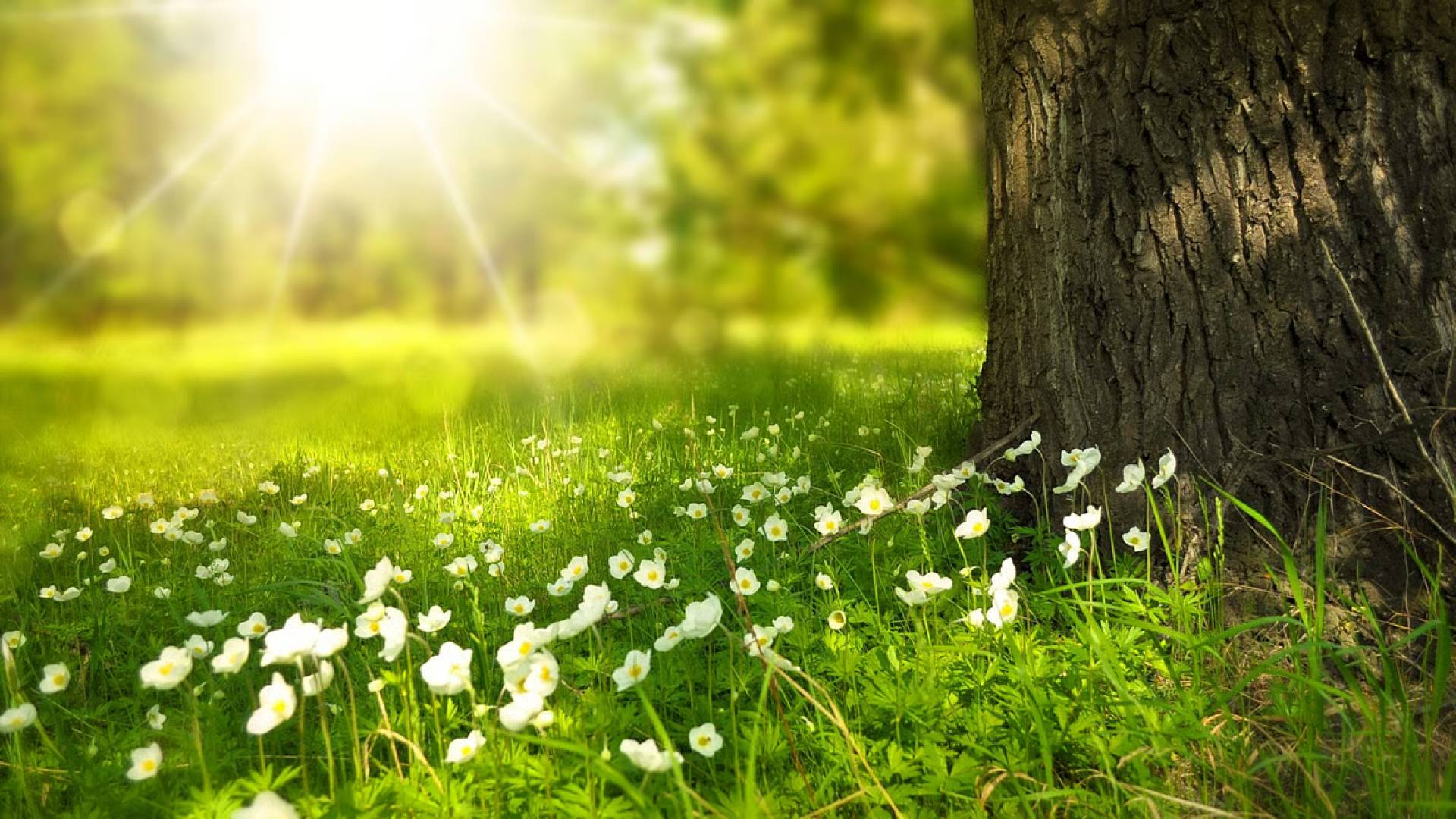 اجواء ربيعية في الأردن