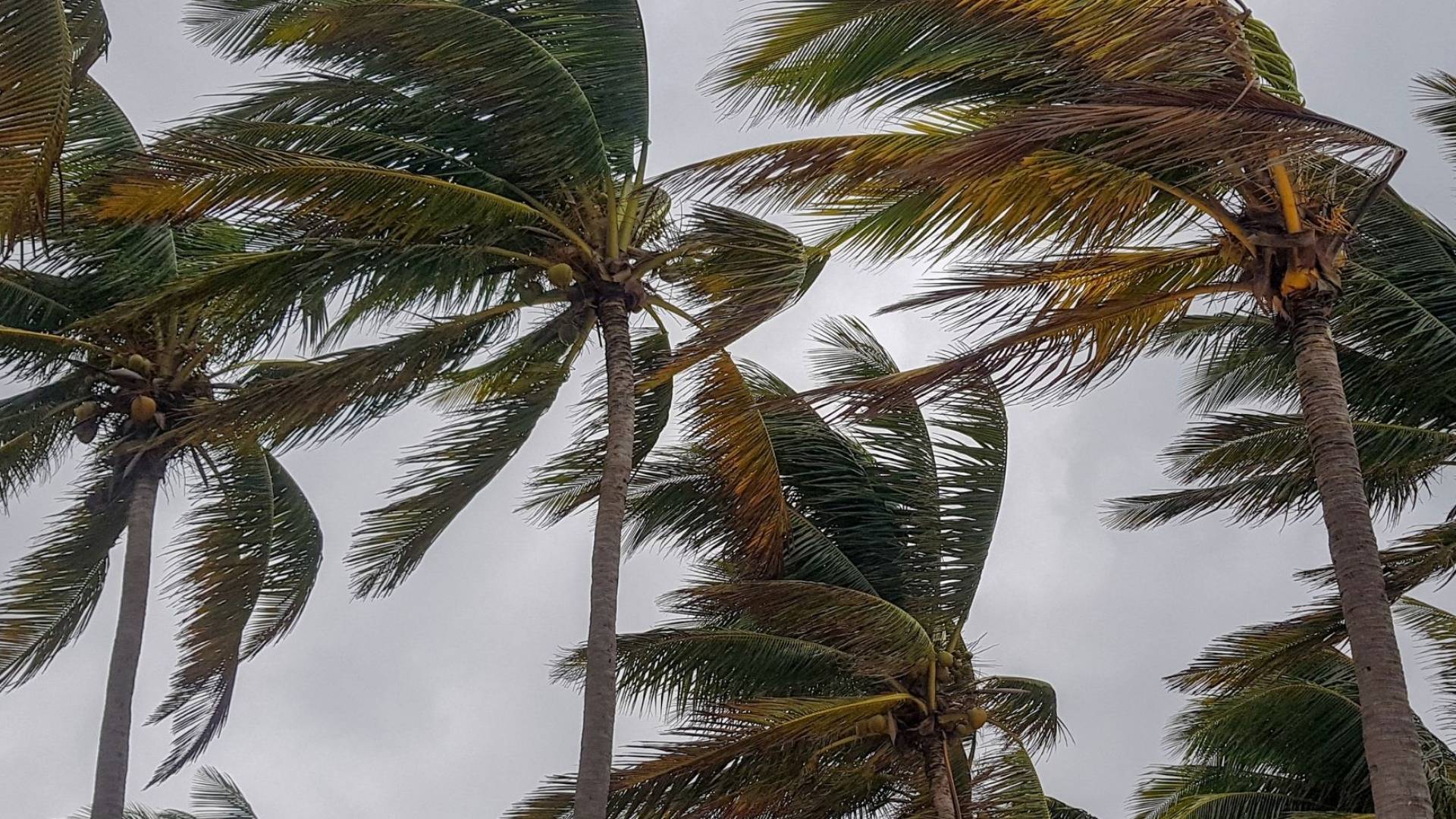 رياح شديدة البرودة