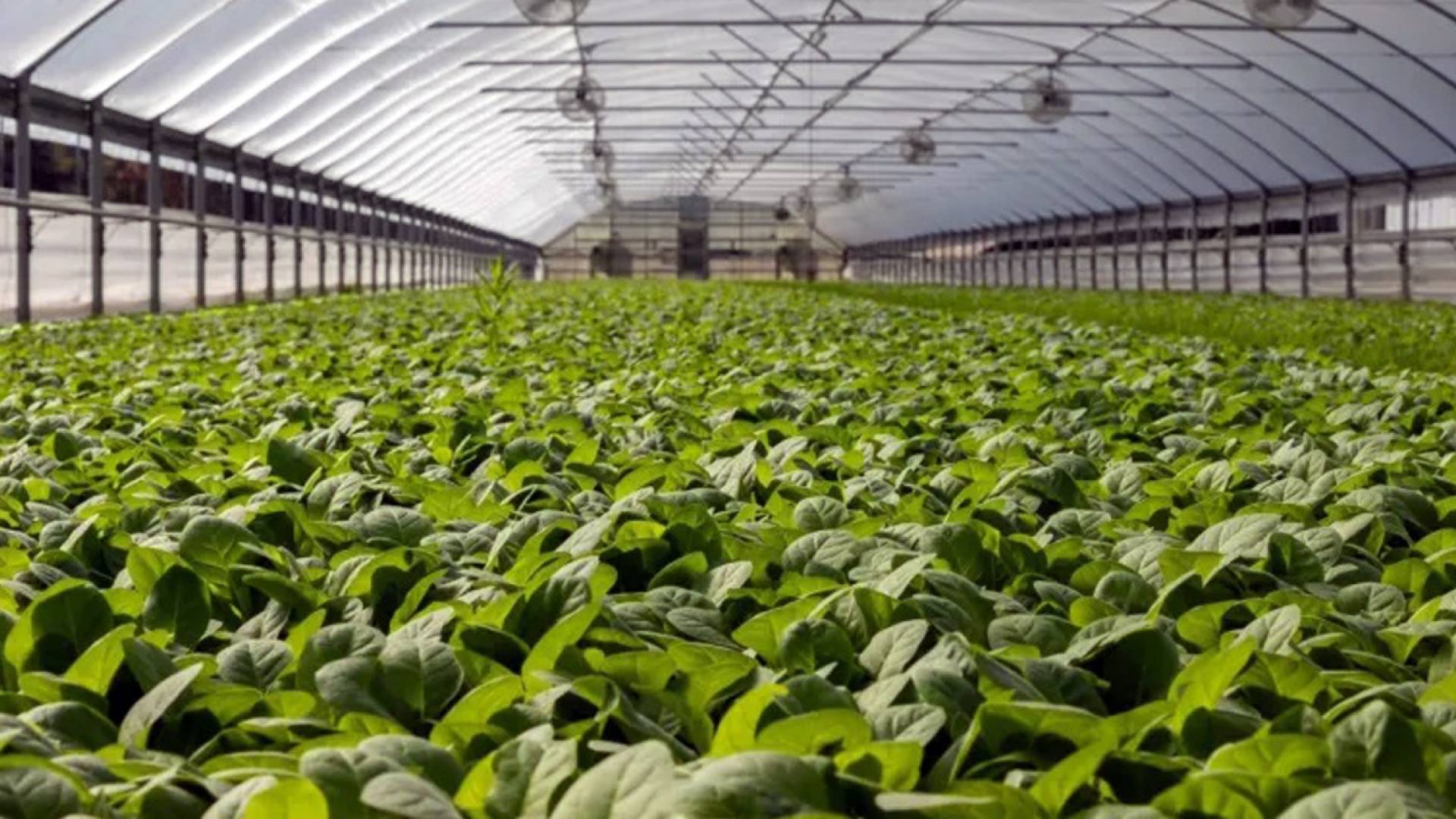 القطاع الزراعي في الأردن