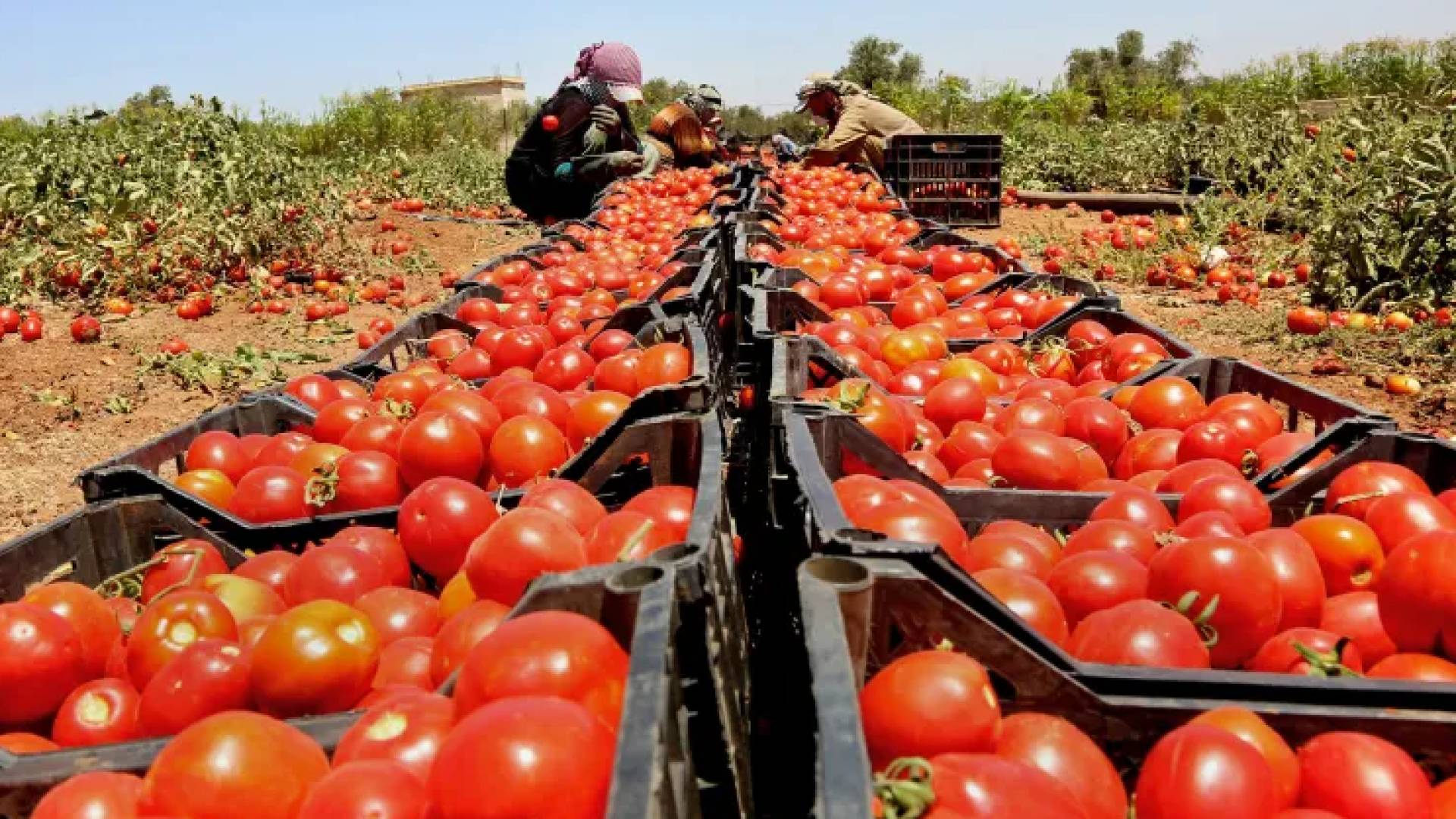 صناديق البندورة الحمراء