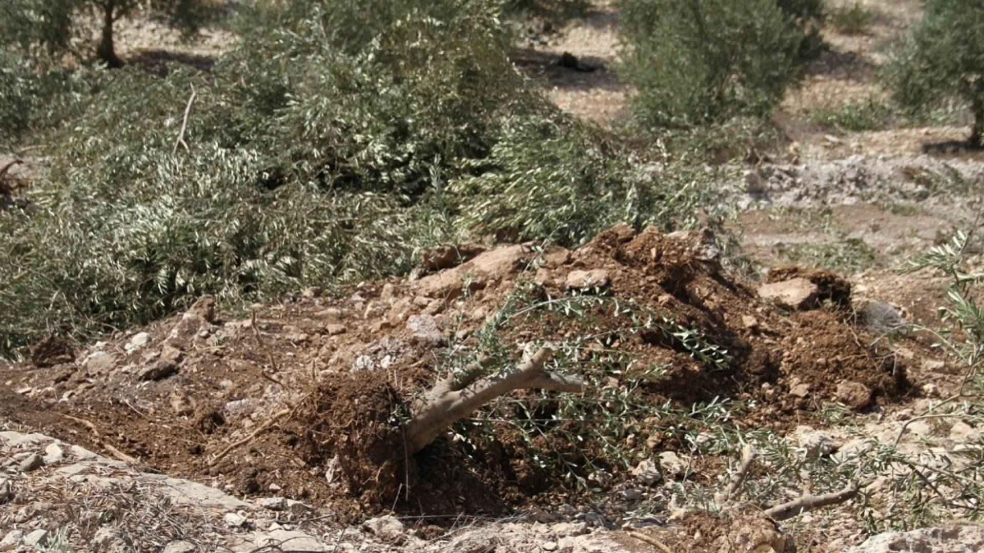 صورة اقتلاع شجر الزيتون