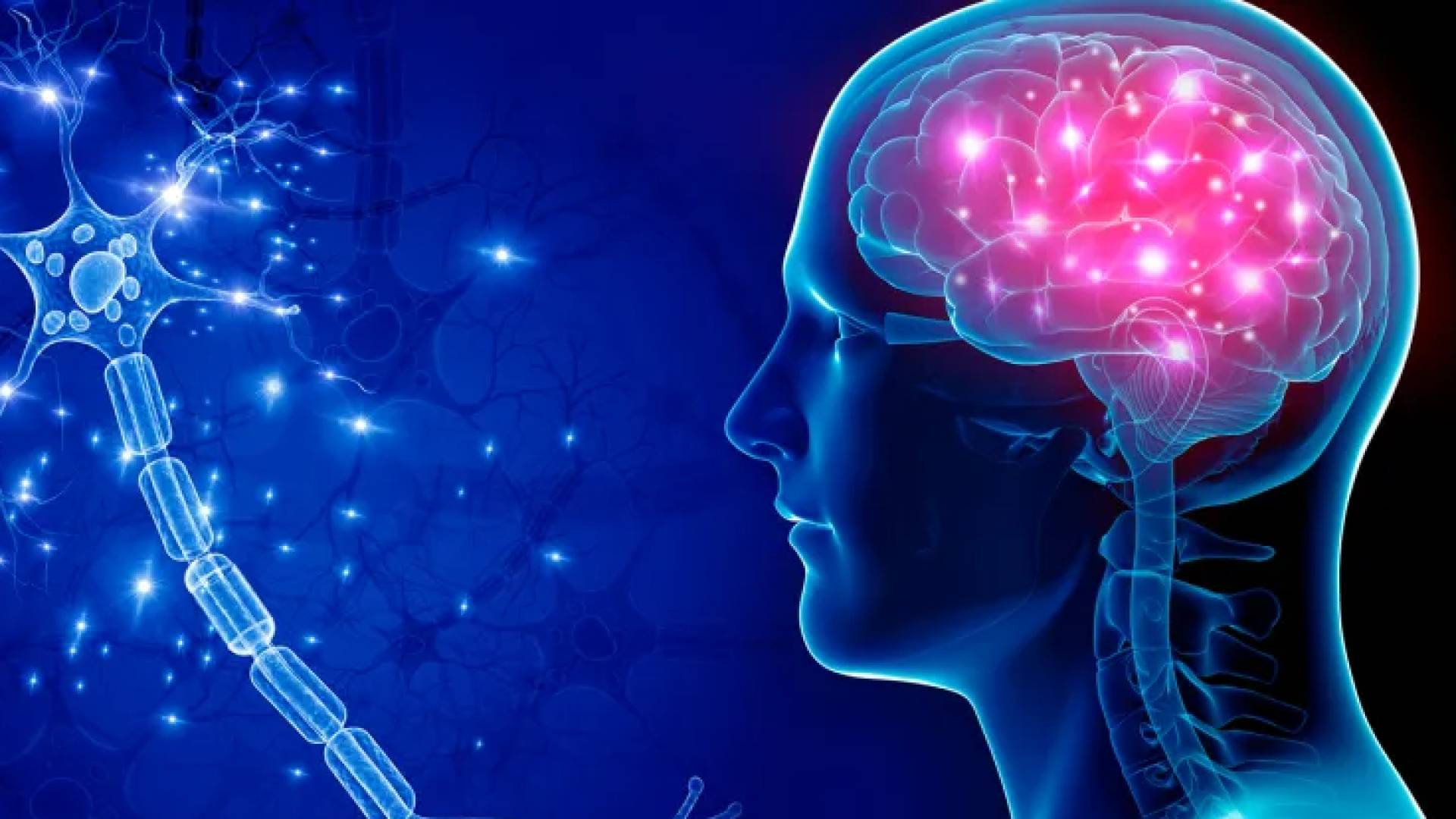 صورة توضح عقل واعصاب الانسان من الداخل