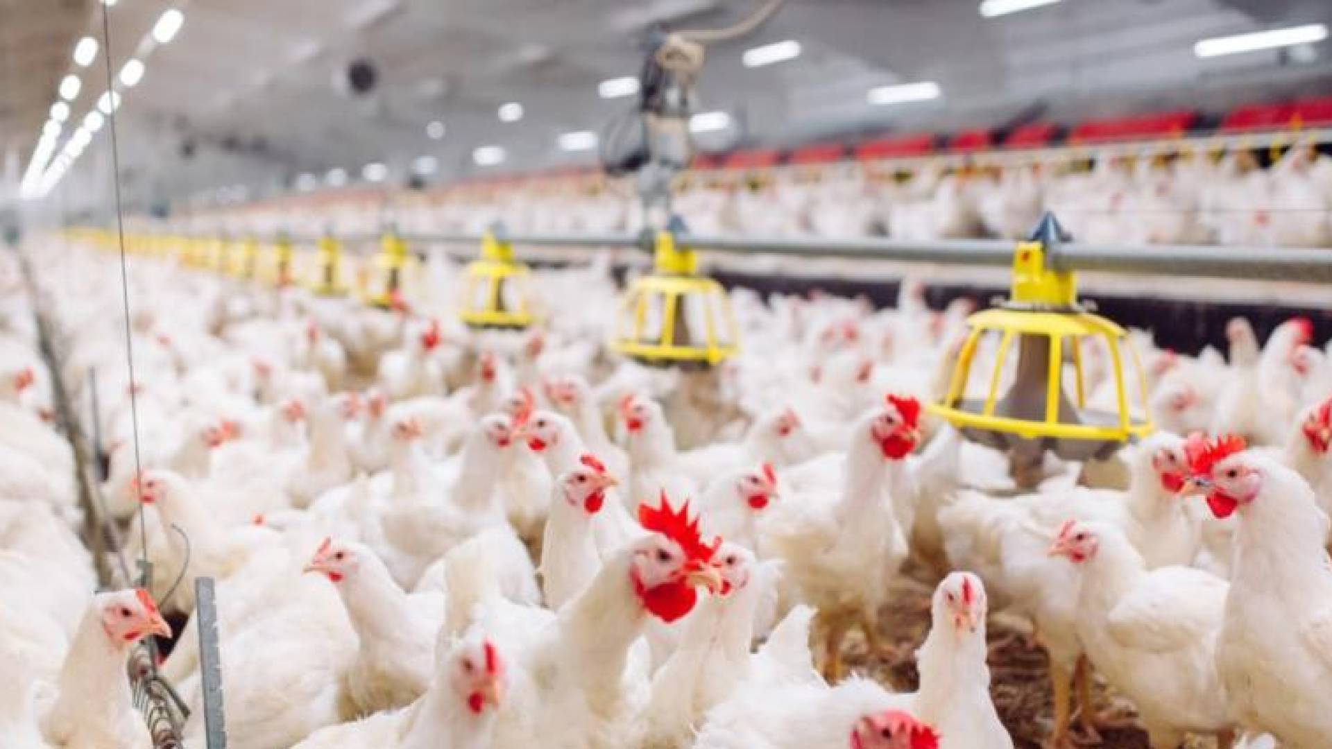 الزراعة: استقرار قطاع الدواجن وتوفر الأعلاف ووفرة اللحوم الحمراء