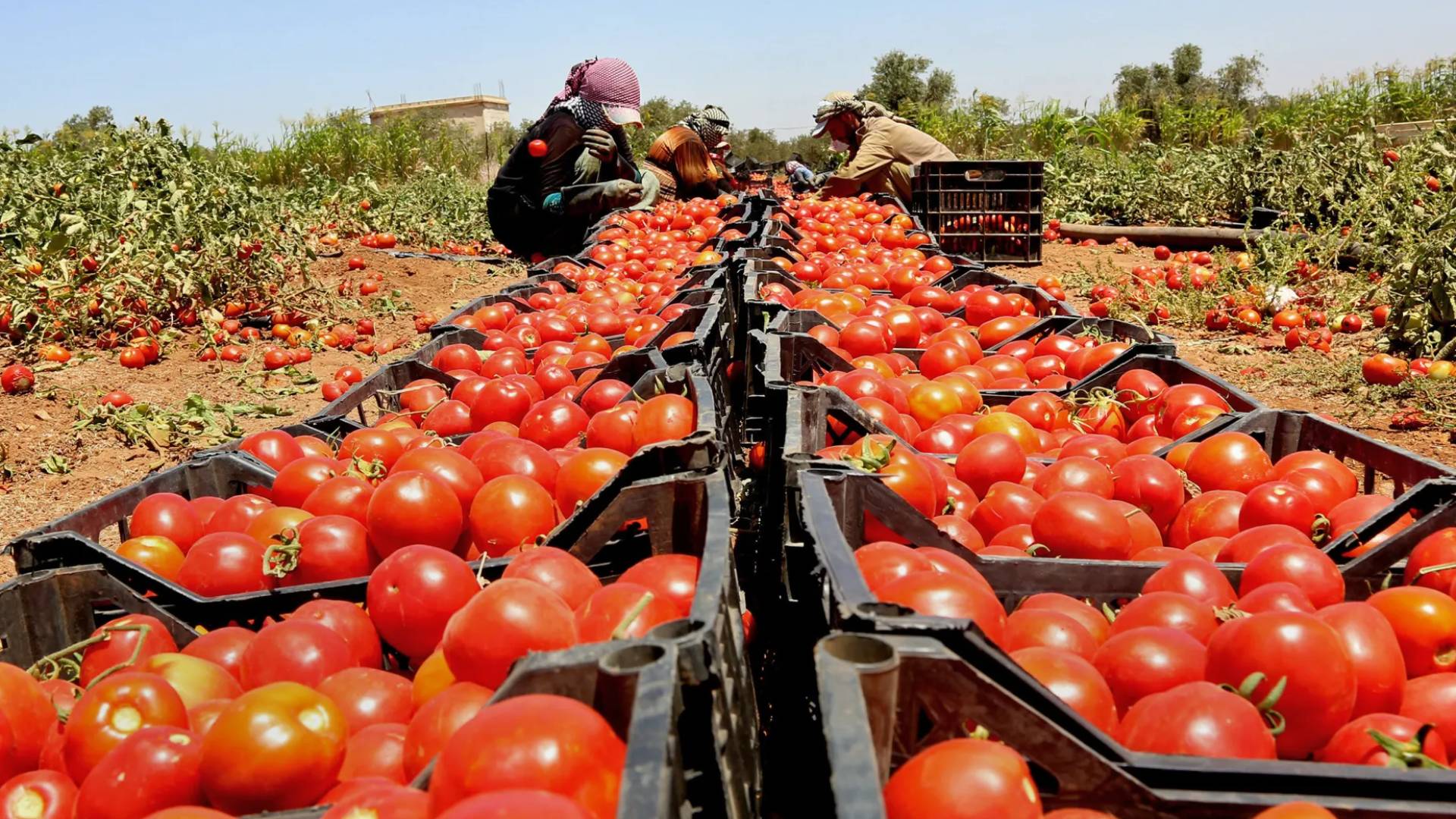 المزارع الأردنية