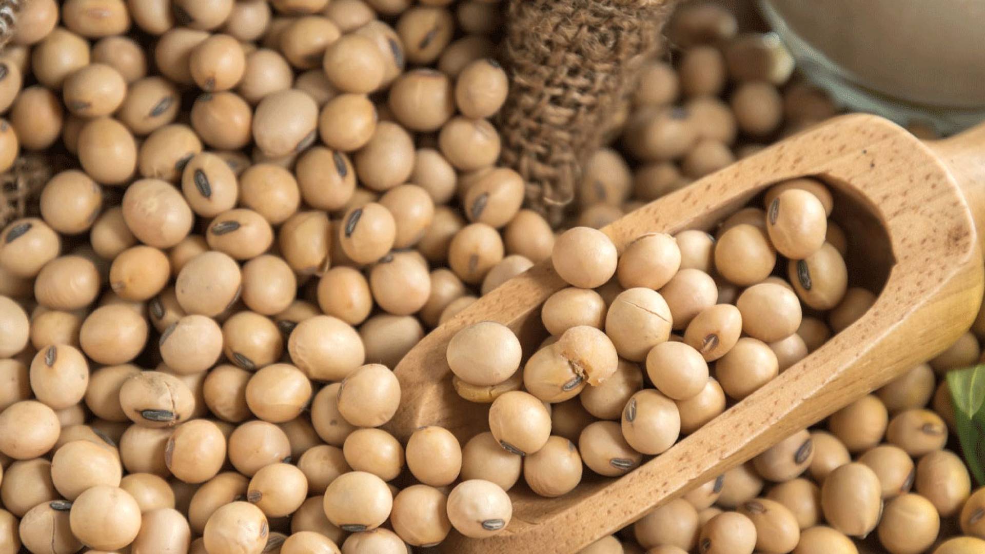 فول الصويا الأمريكي