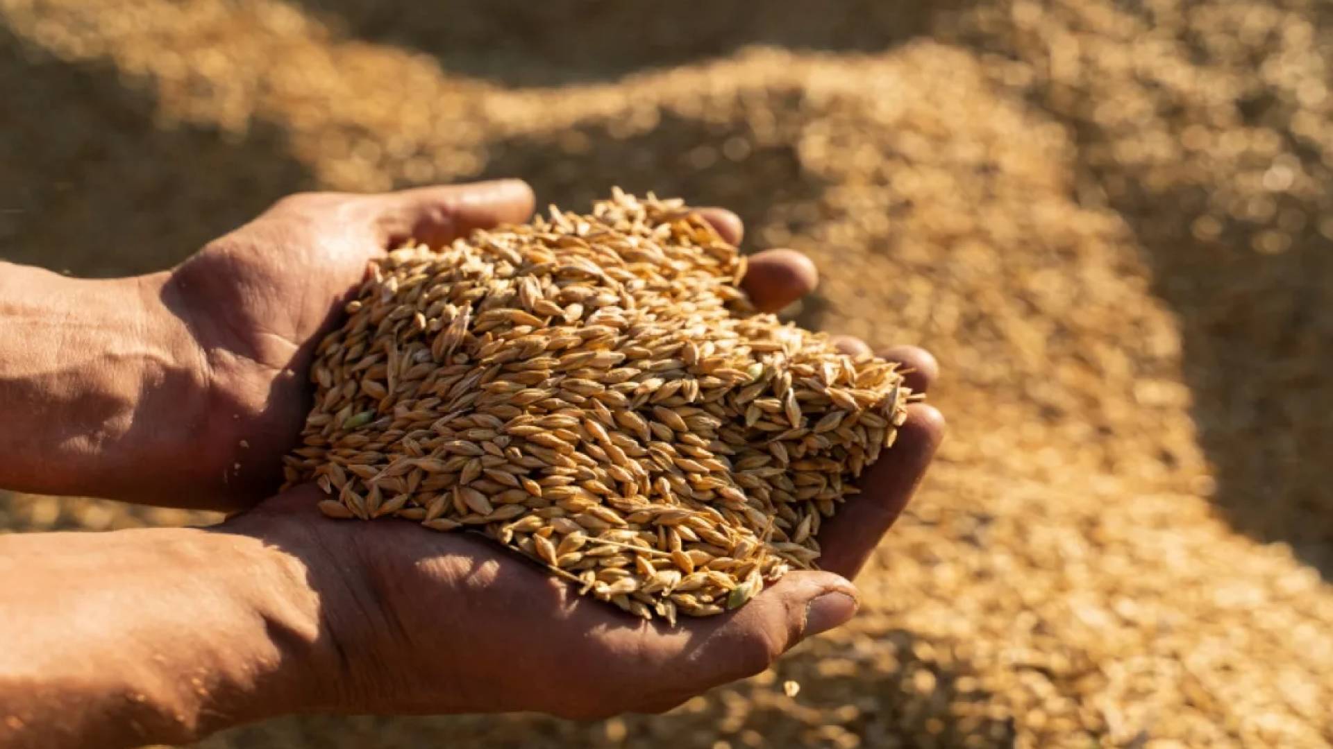 القمح في الأردن