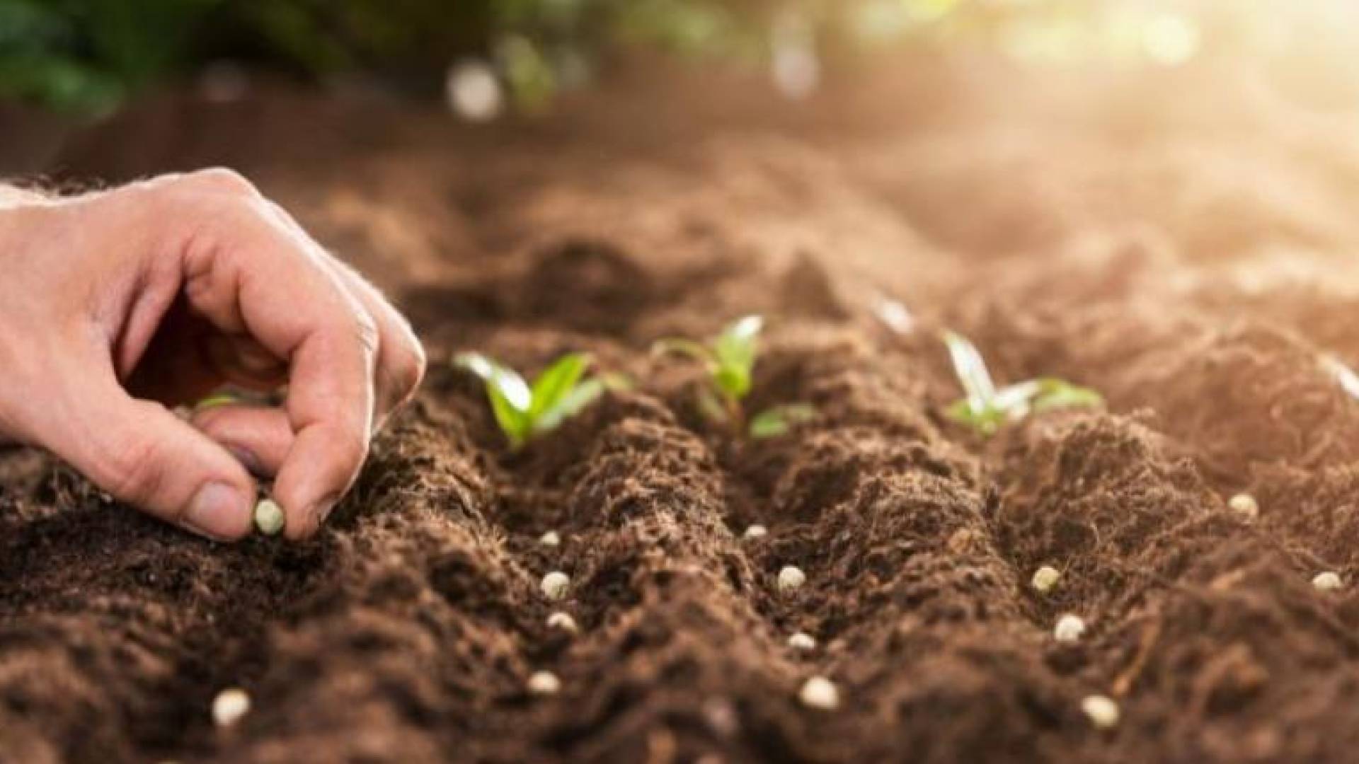 زراعة البذور