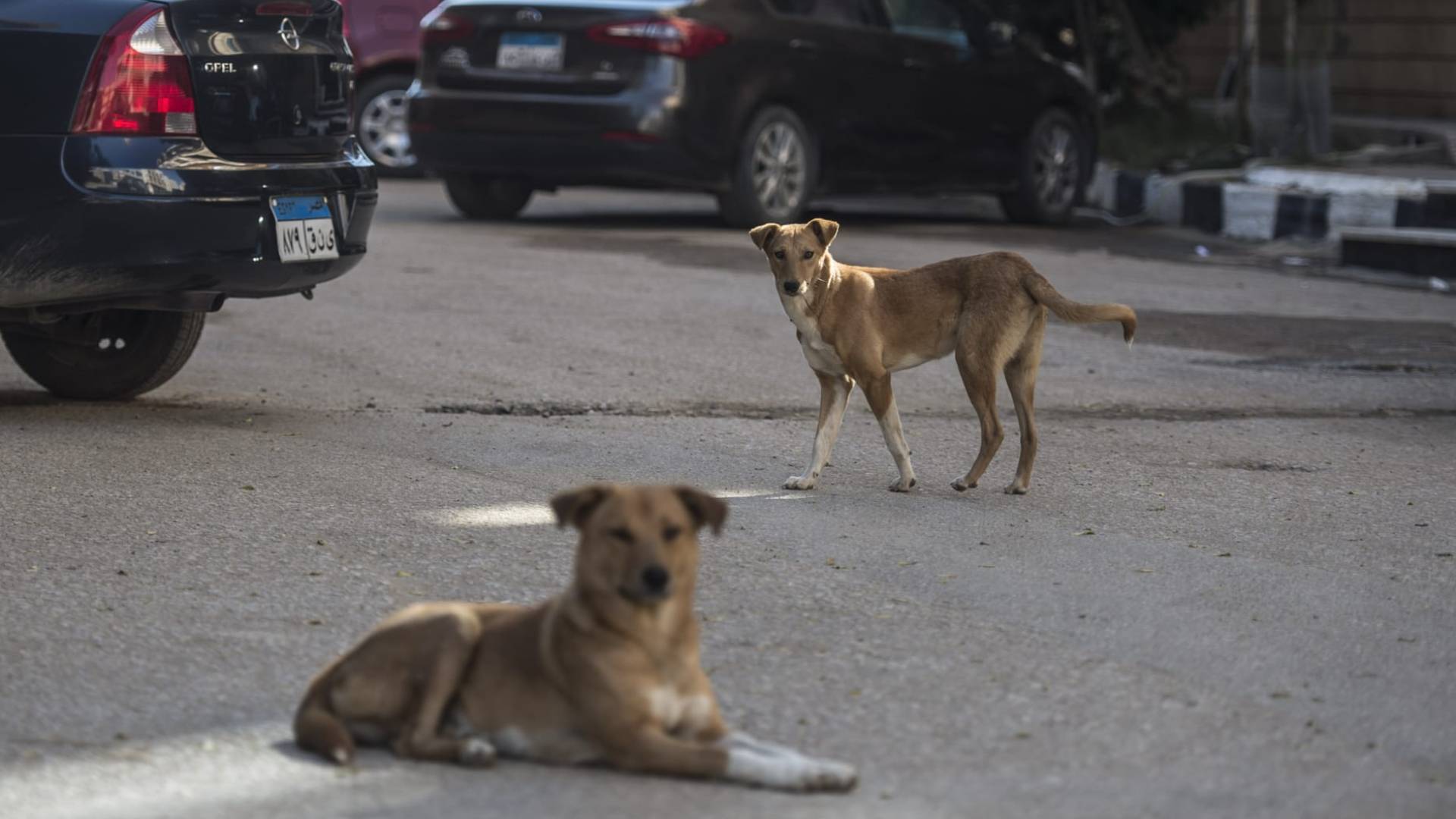 الكلاب الضالة في مصر