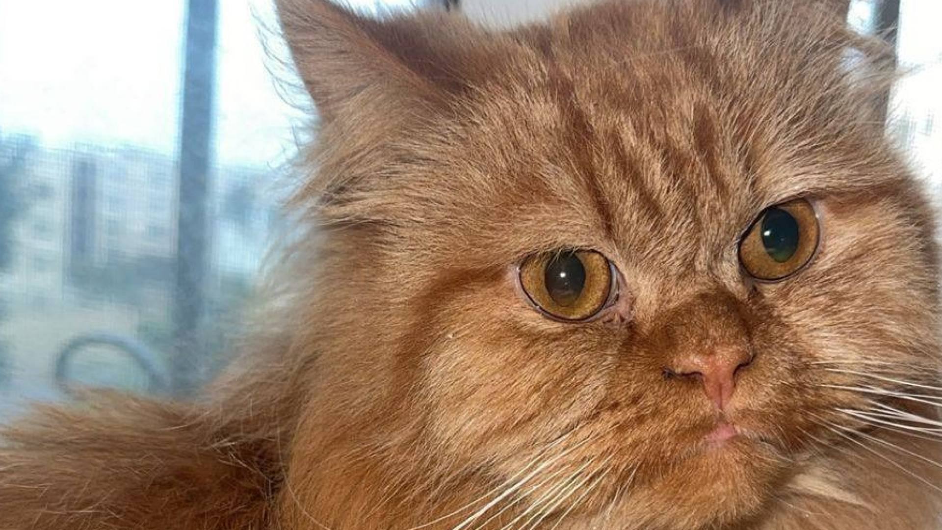 القطة المفقودة