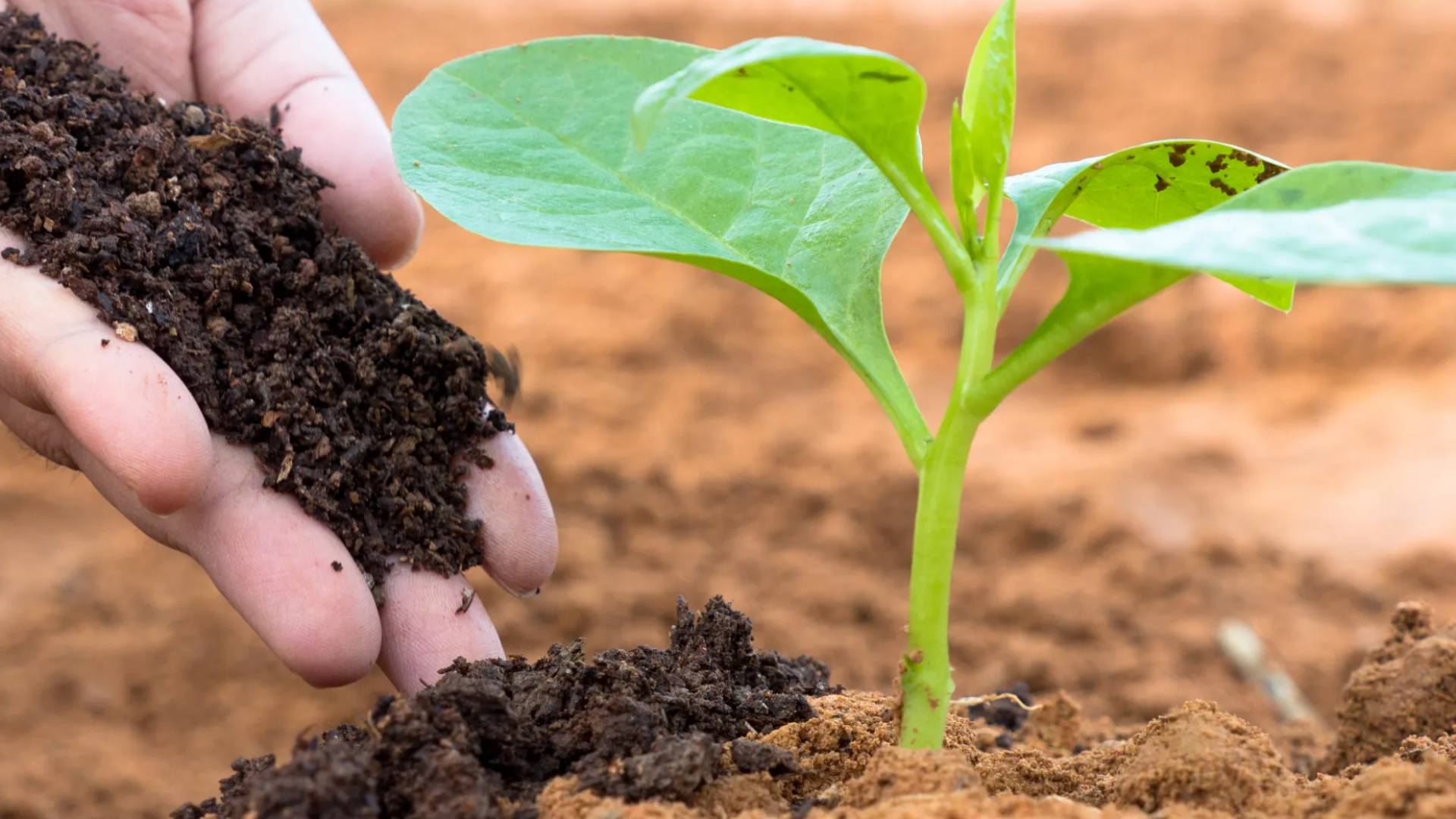 سماد التربة