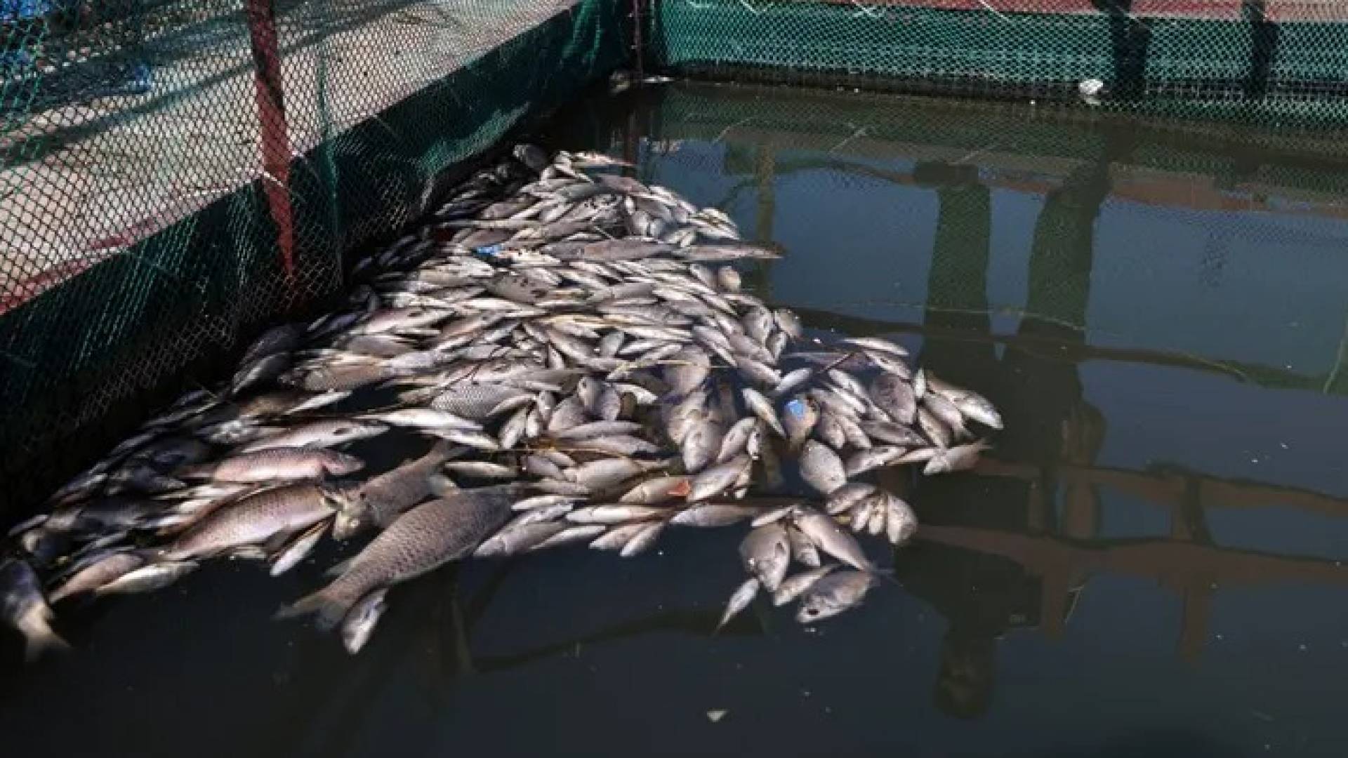 تسمم أسماك في نهر دجلة