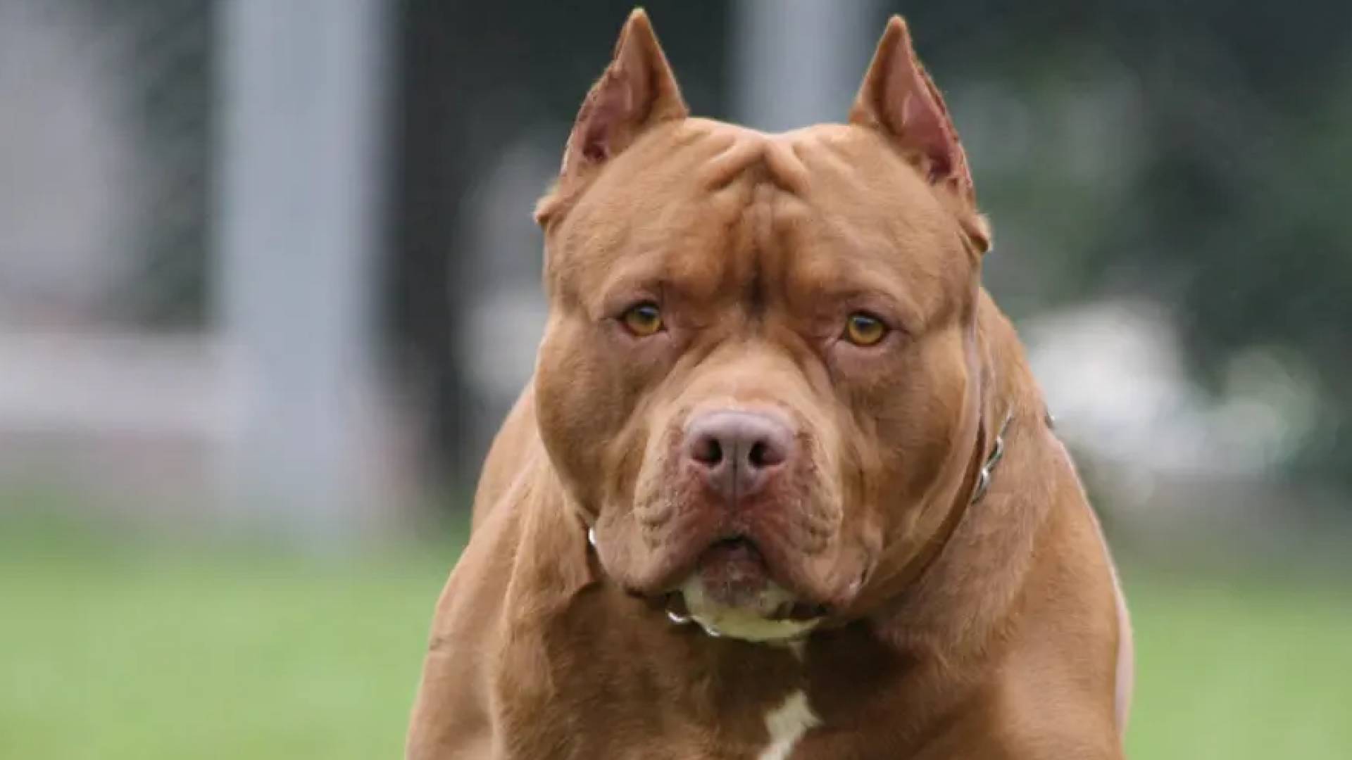 كلاب بيتبول