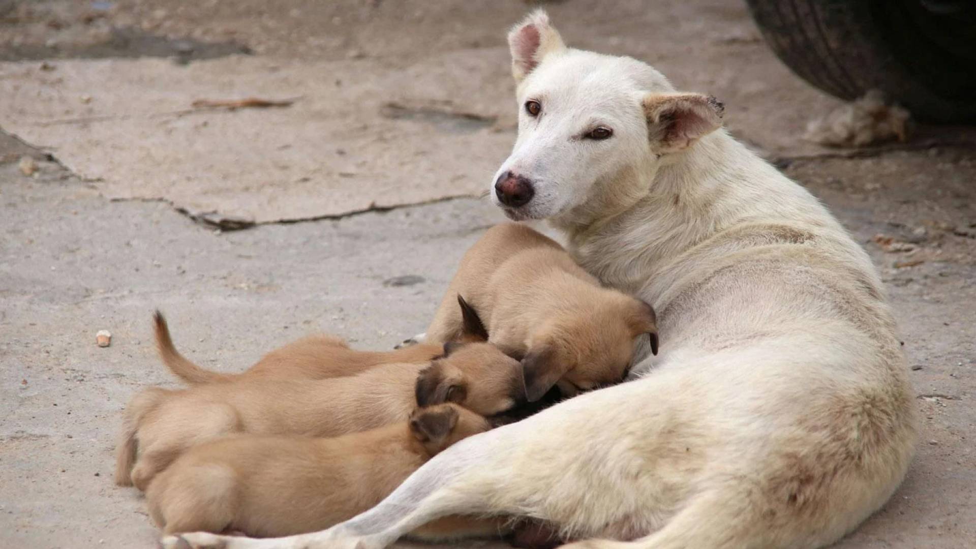 كلاب في مصر
