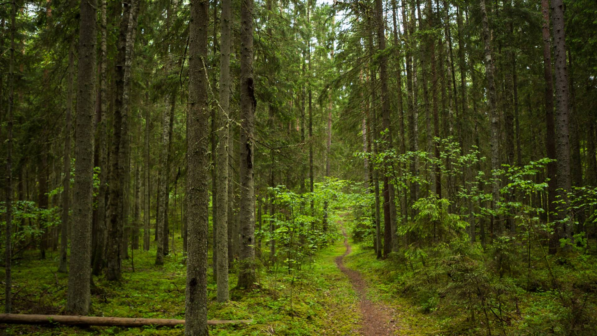 غابات - ارشيفية