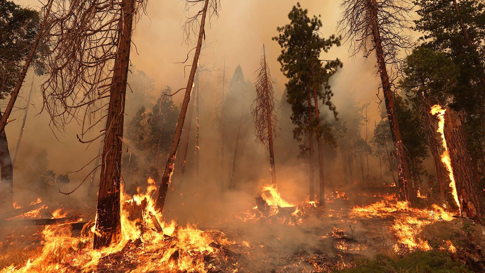 حرائق غابات