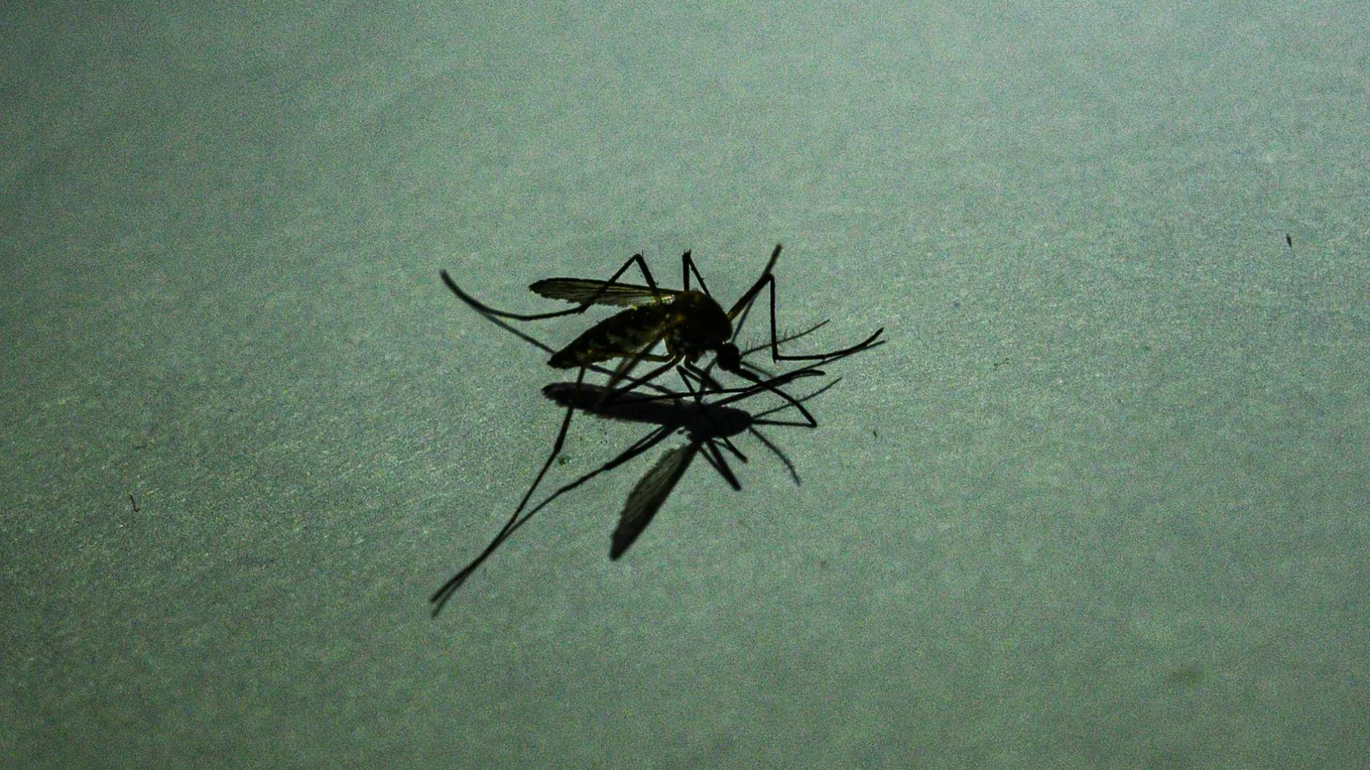 حشرة  الباعوض