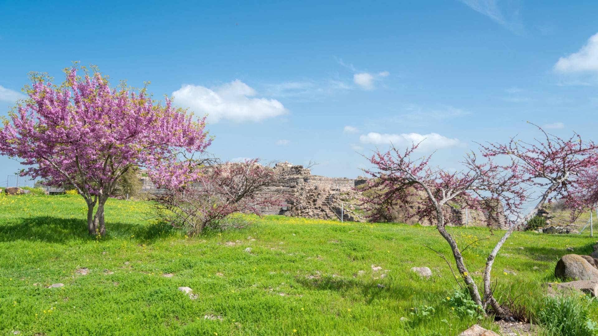 الربيع في الأردن