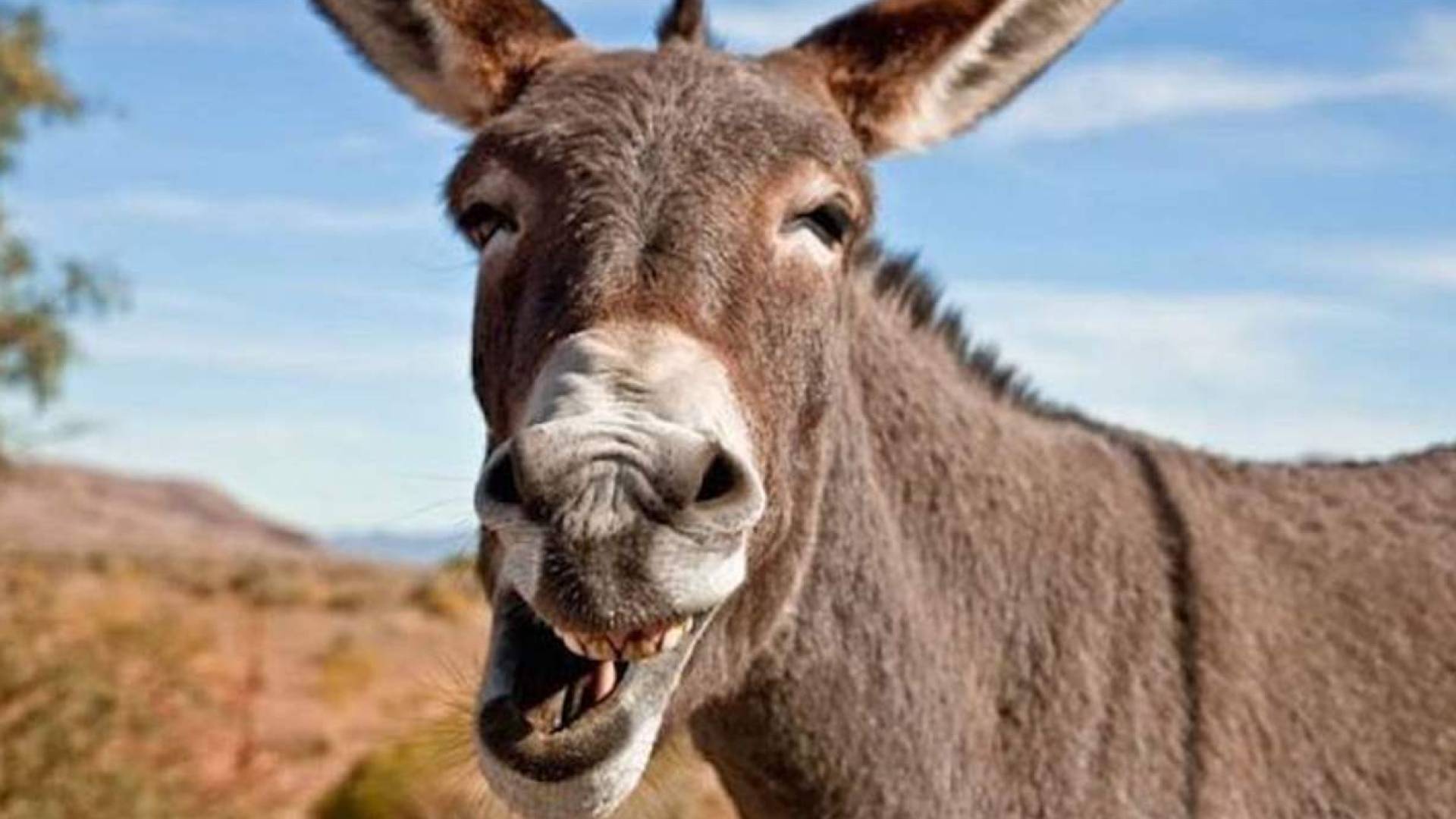 صورة لـ حمار