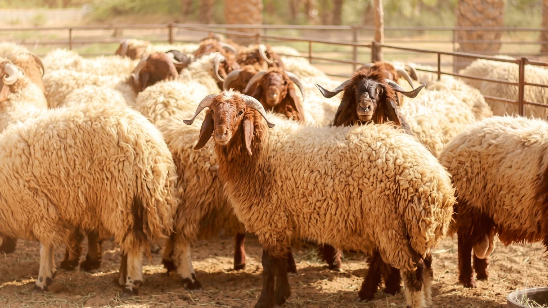 صورة تعبيرية